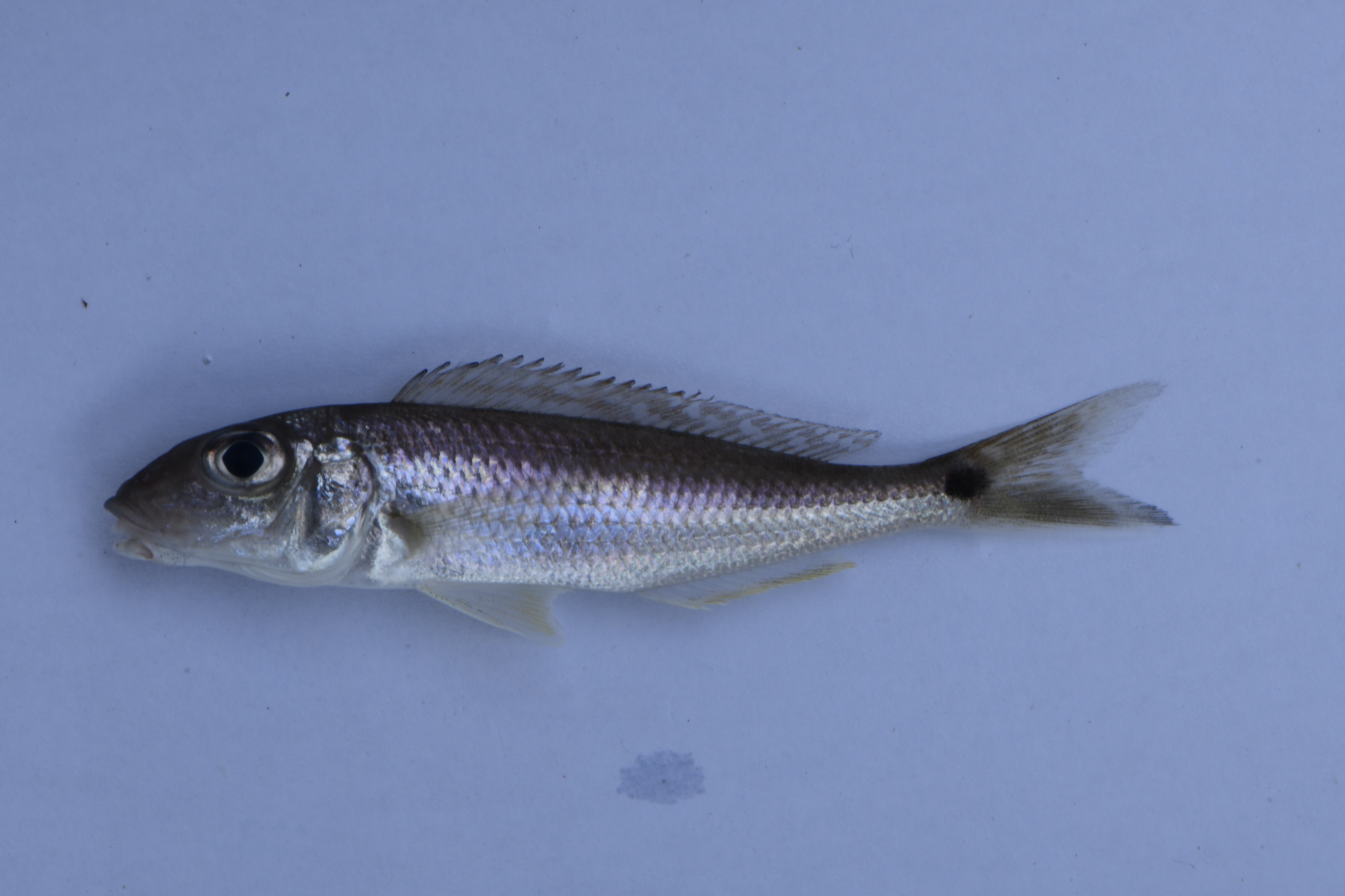 Grammatotria lemairii