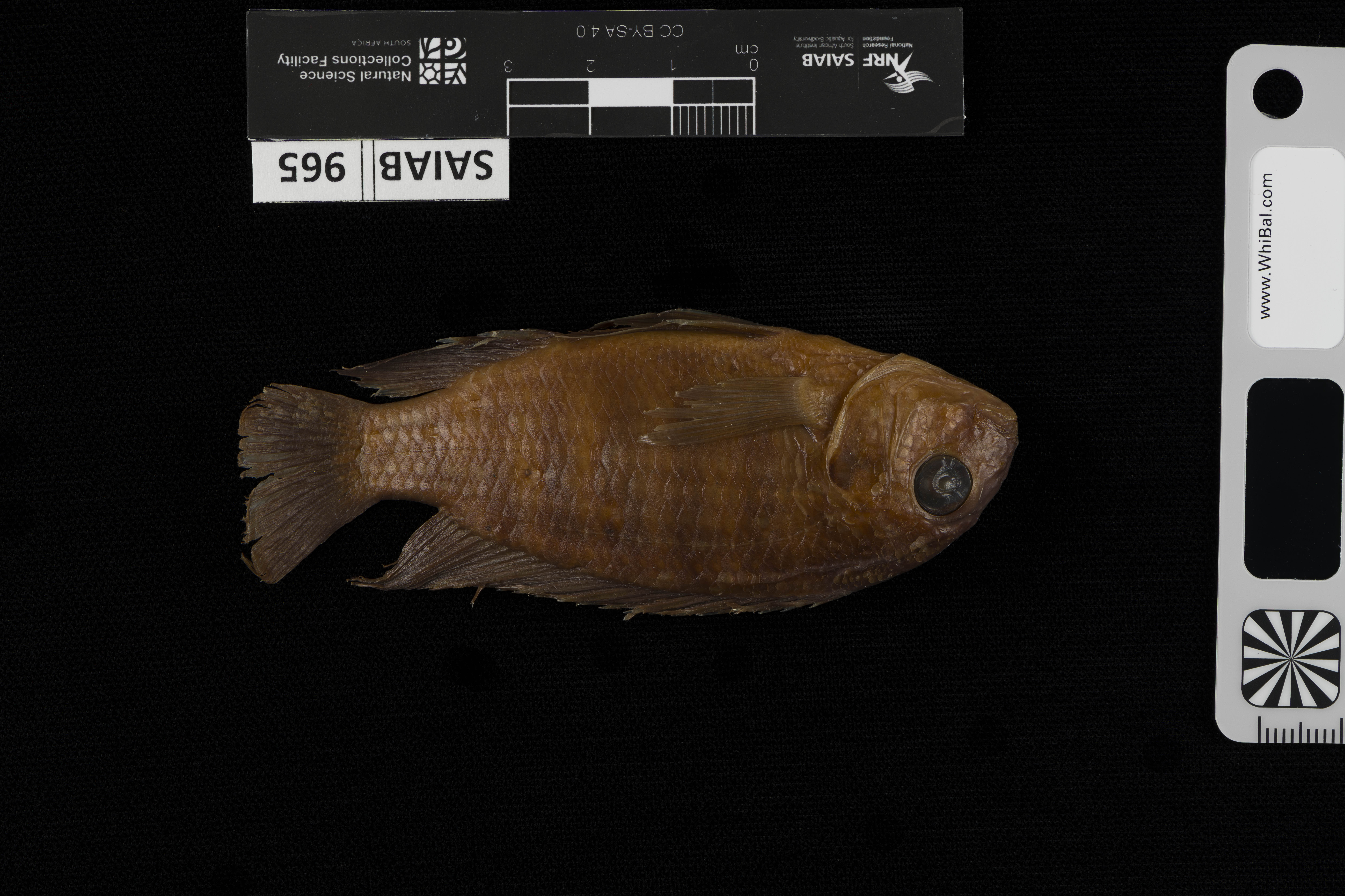 Pseudosimochromis margaretae
