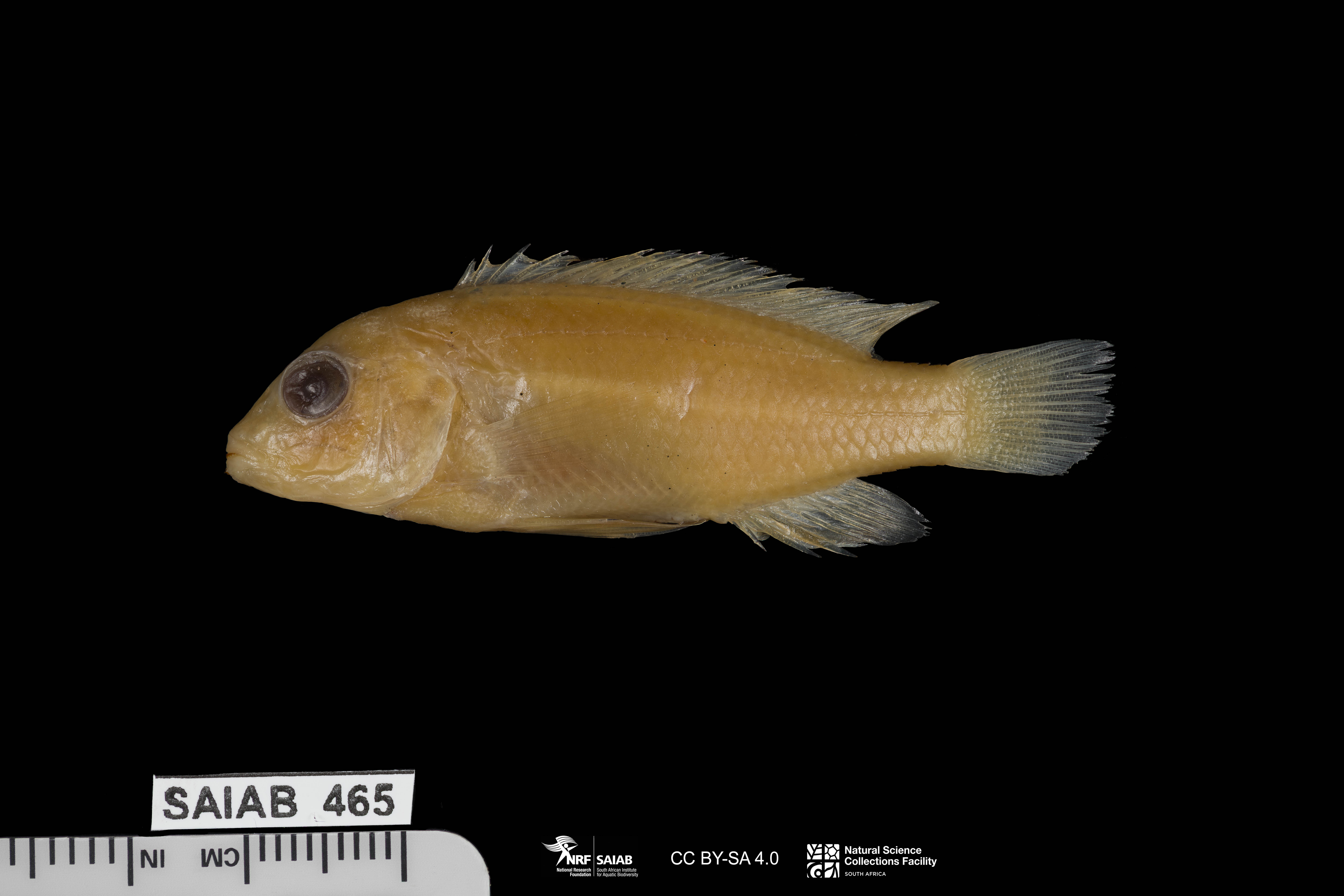 Pale labidochromis (Labidochromis pallidus) — Cichlidae