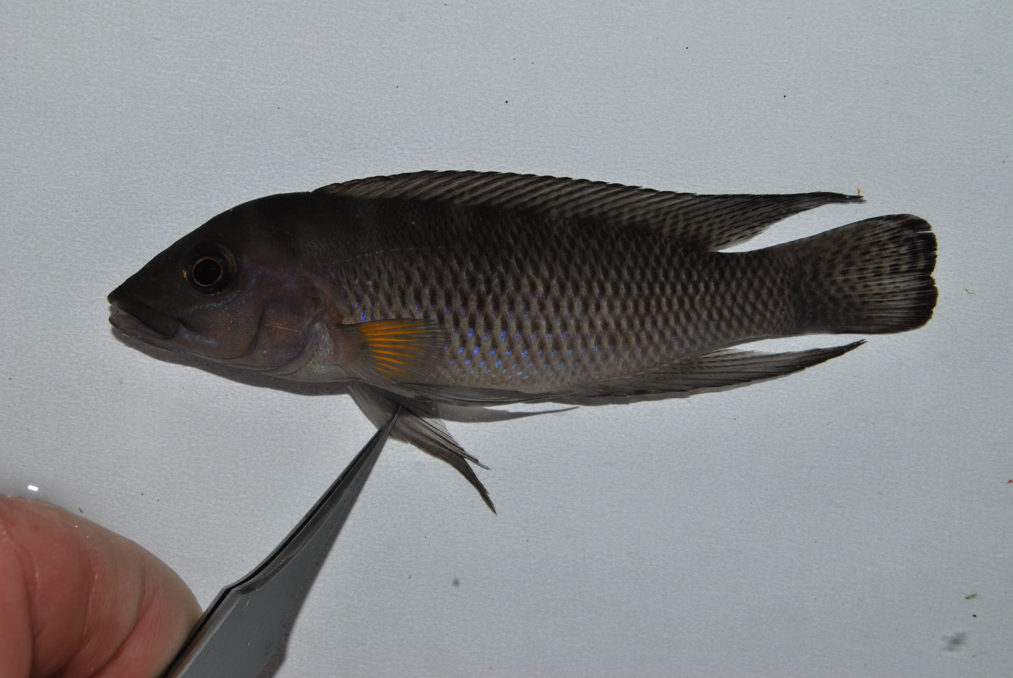 Neolamprologus modestus