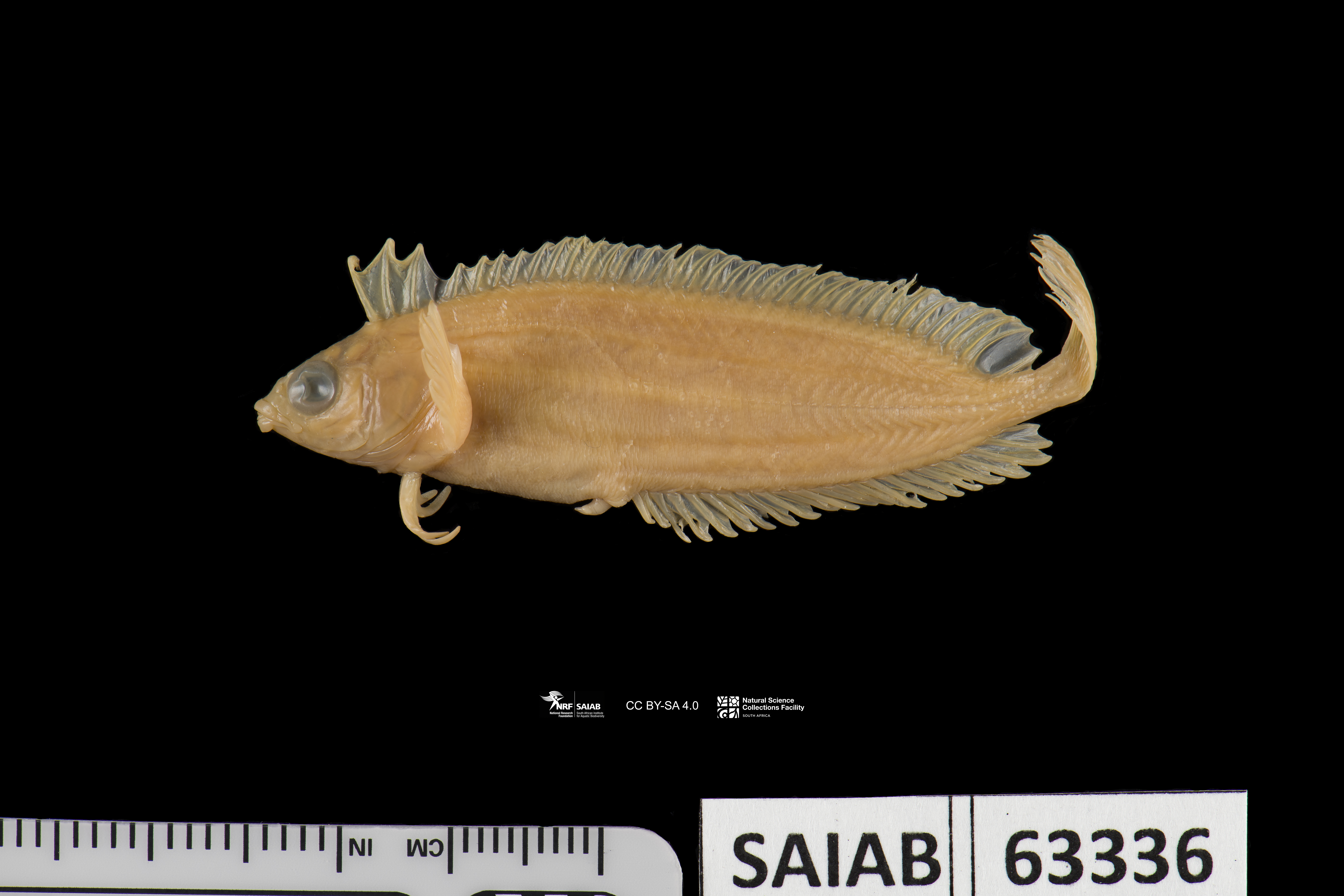 Bluespotted klipfish (Pavoclinus caeruleopunctatus) — Clinidae — 2