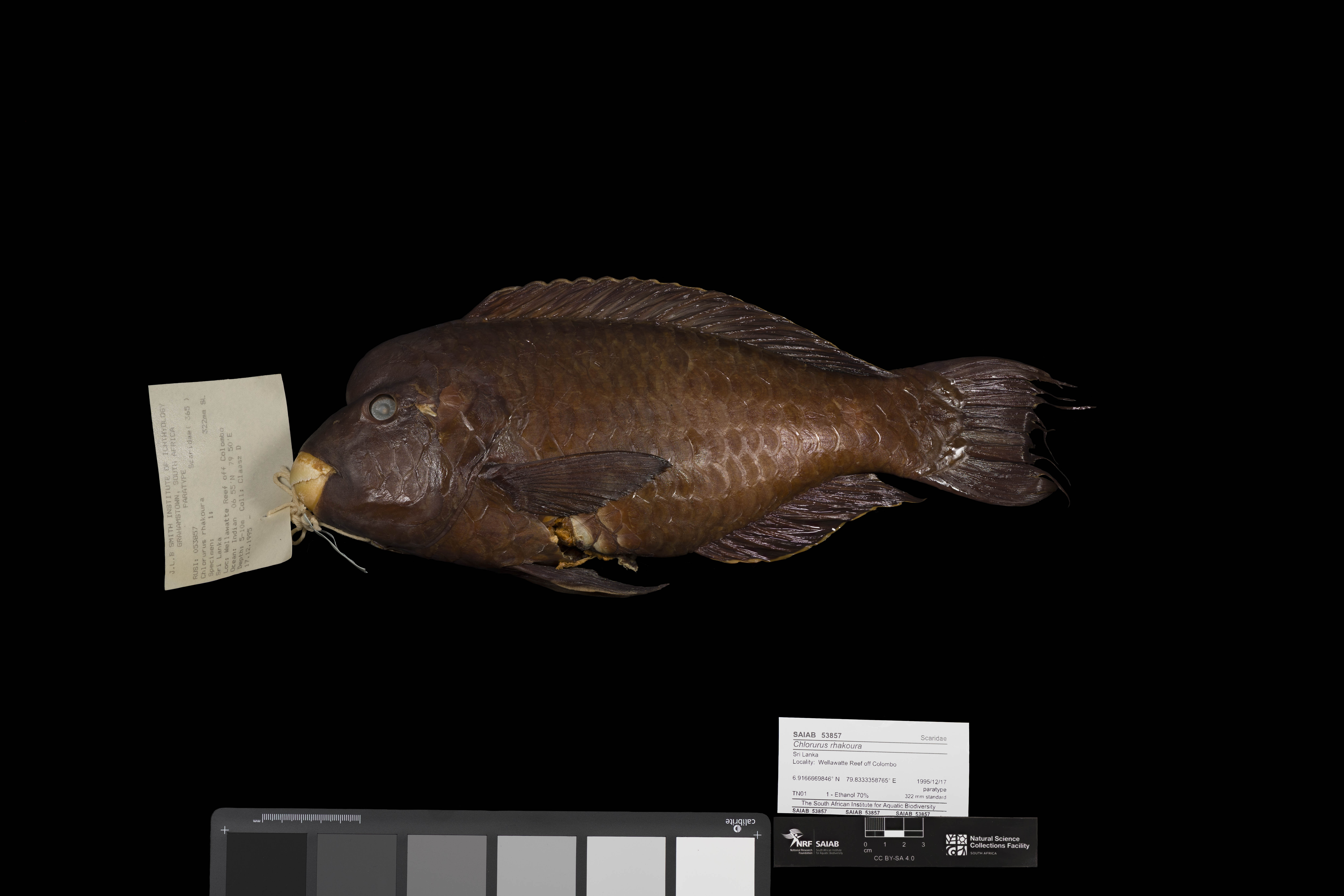 Raggedfin parrotfish (Chlorurus rhakoura) — Scaridae — 2