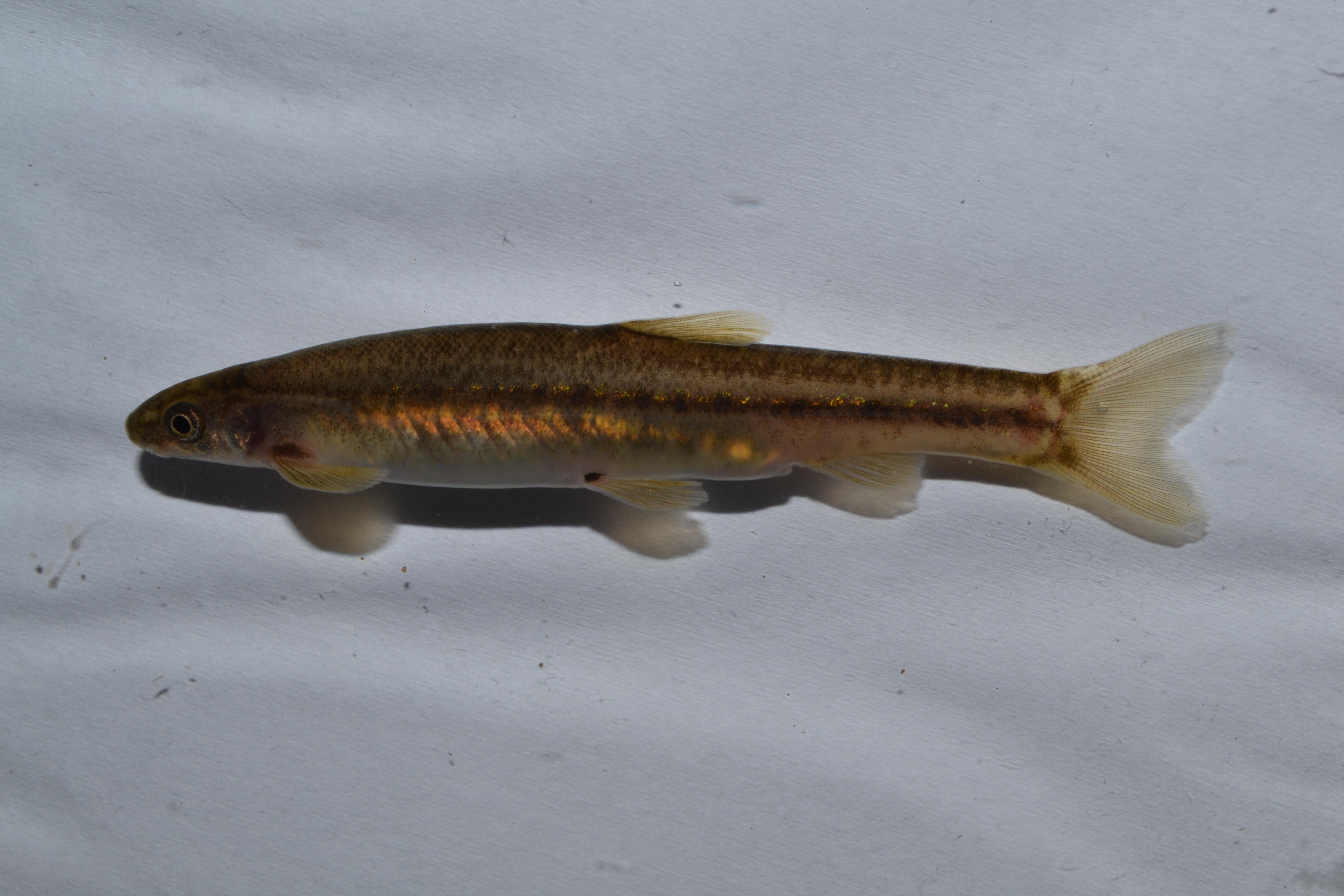 Airbreathing shellear (Kneria auriculata) — Kneriidae — 2