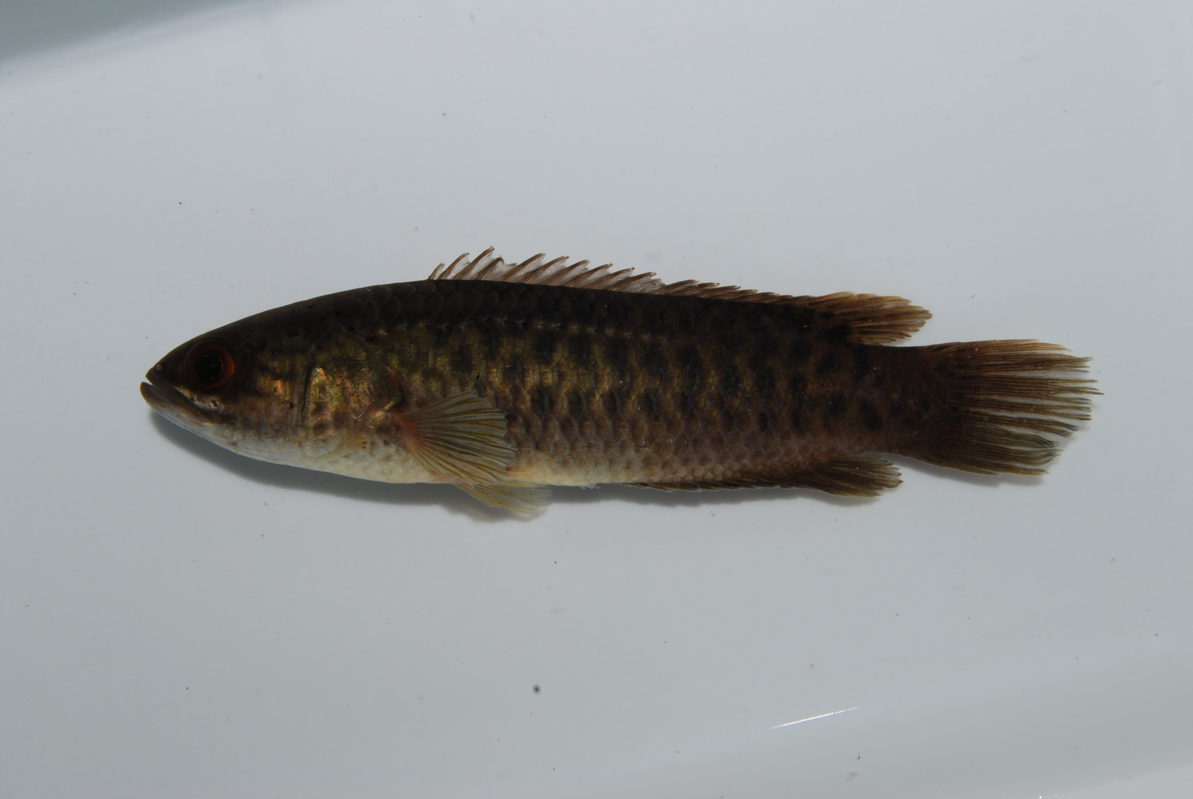 Manyspined ctenopoma (Ctenopoma multispine) — Anabantidae