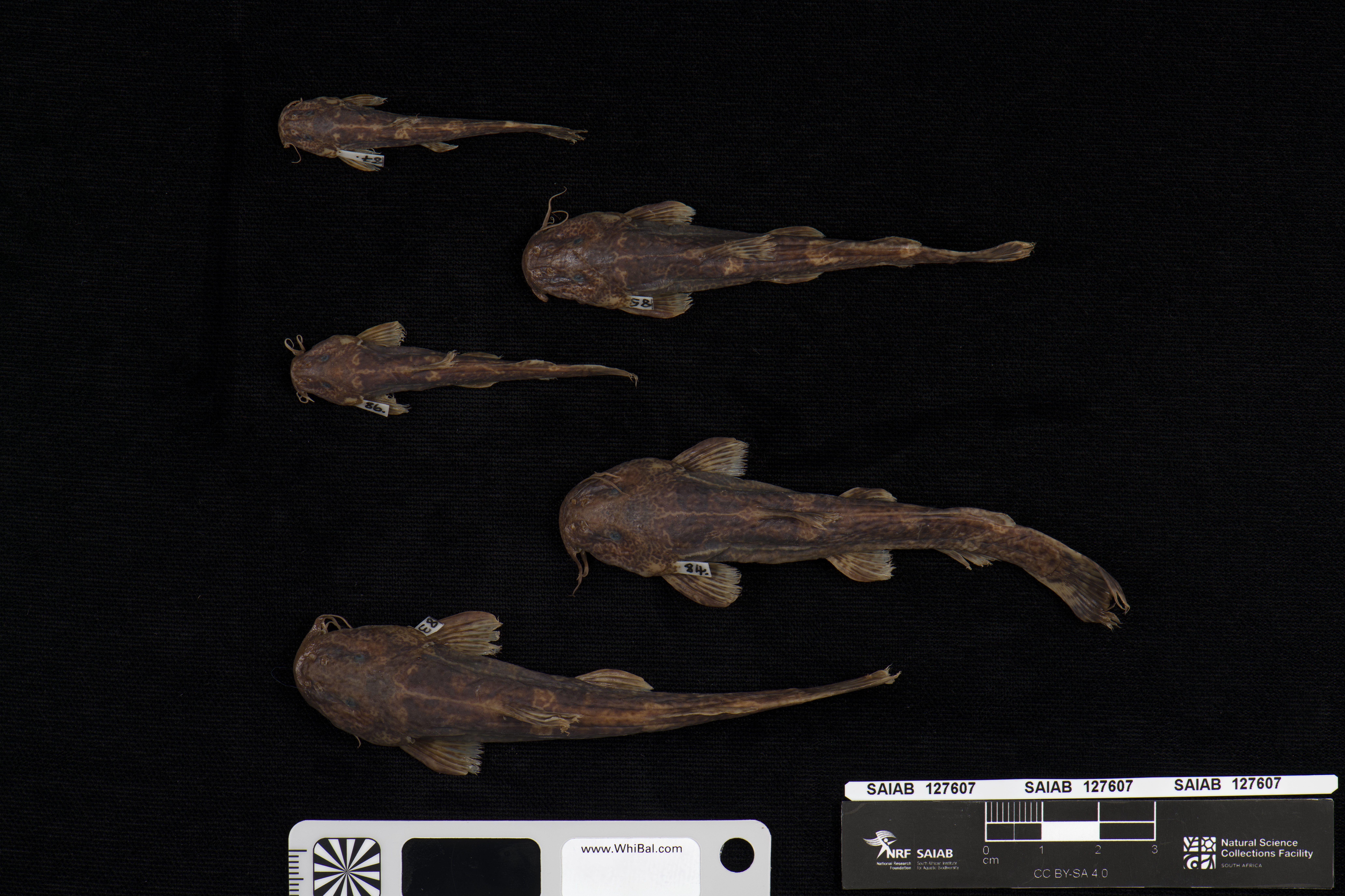 Hidden mountain catfish (Amphilius cryptobullatus) — Amphiliidae — 2