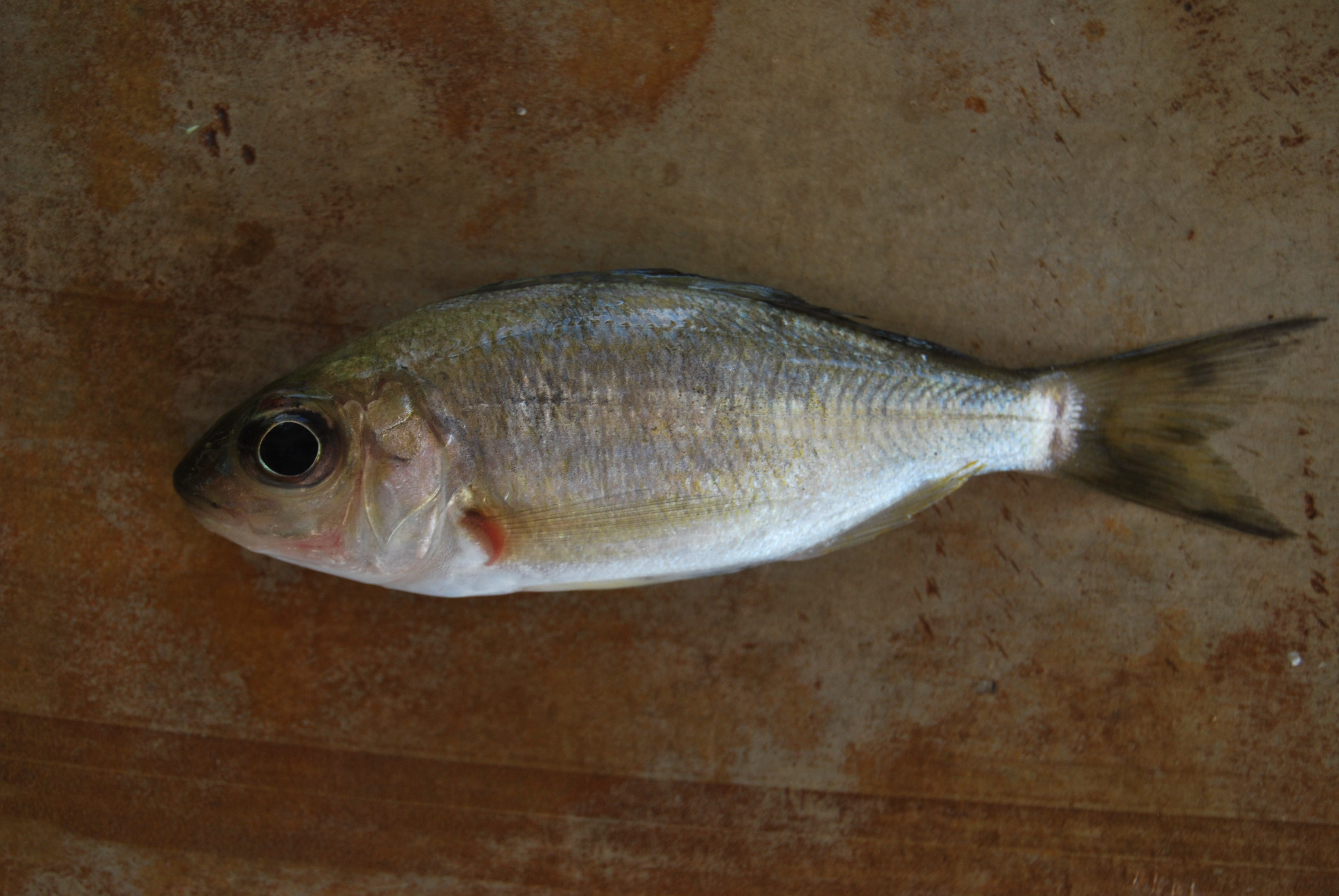 Ectodus descampsii