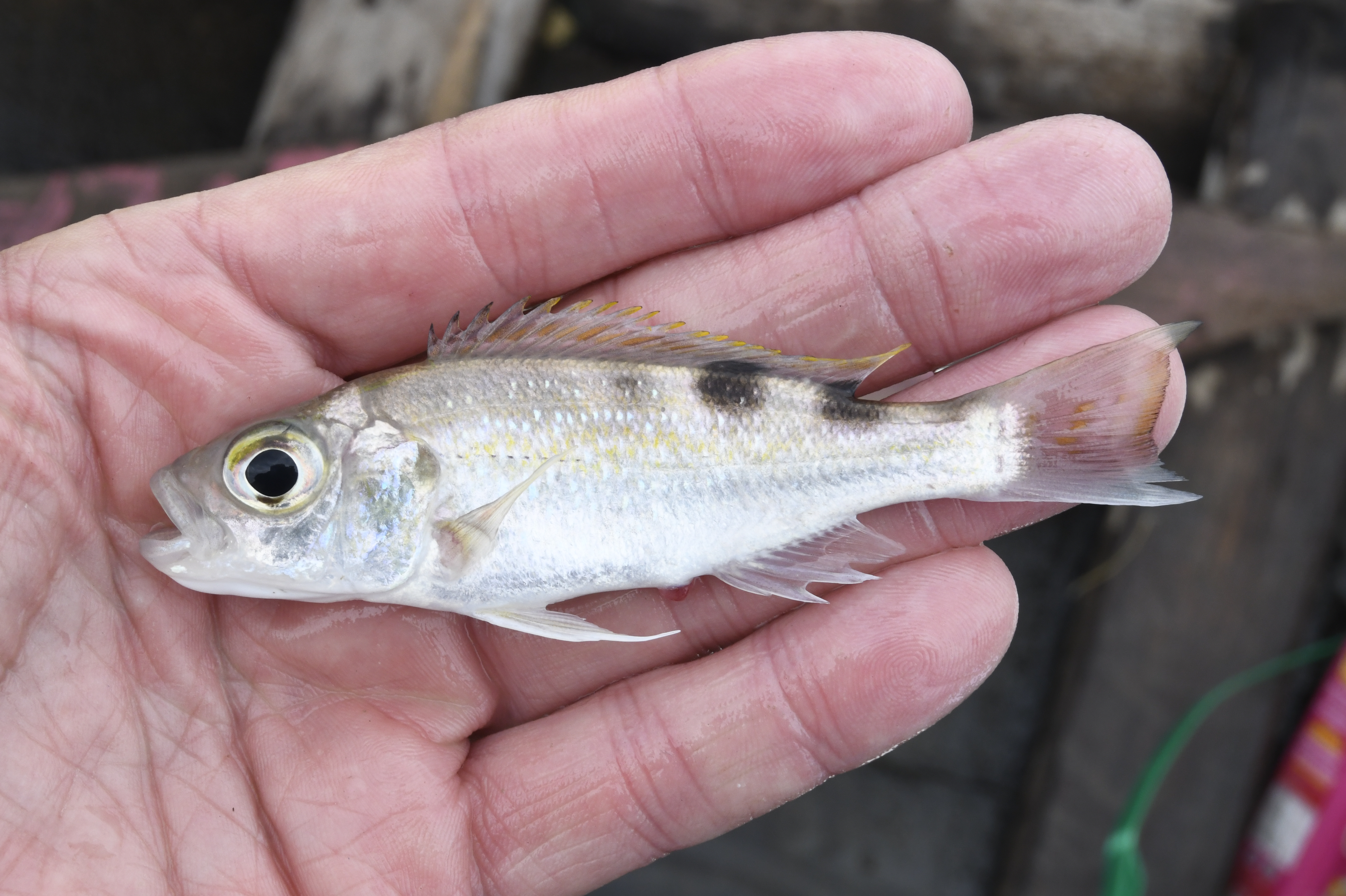 Xenochromis hecqui