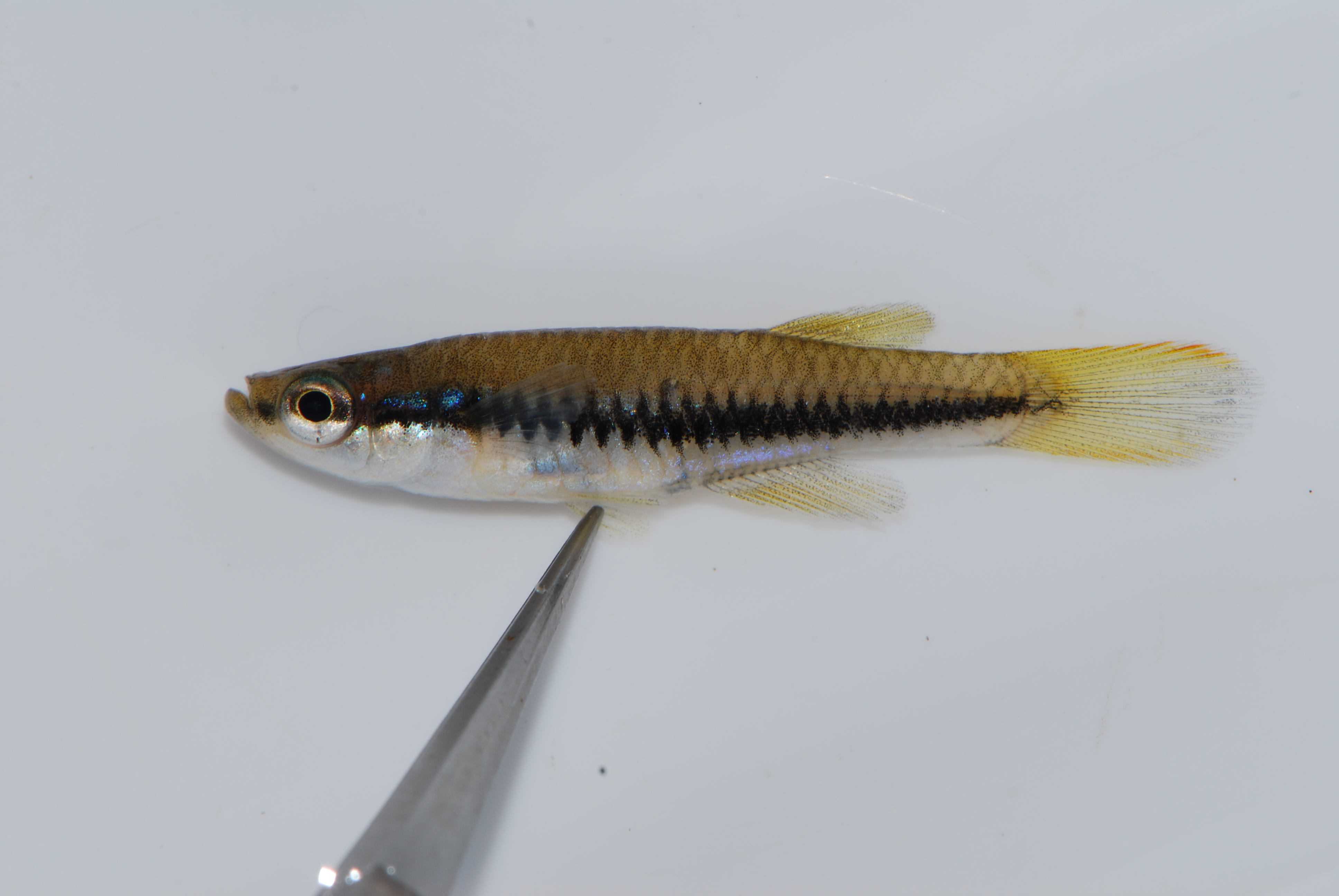 Katanga lampeye (Lacustricola katangae) — Poeciliidae — 2