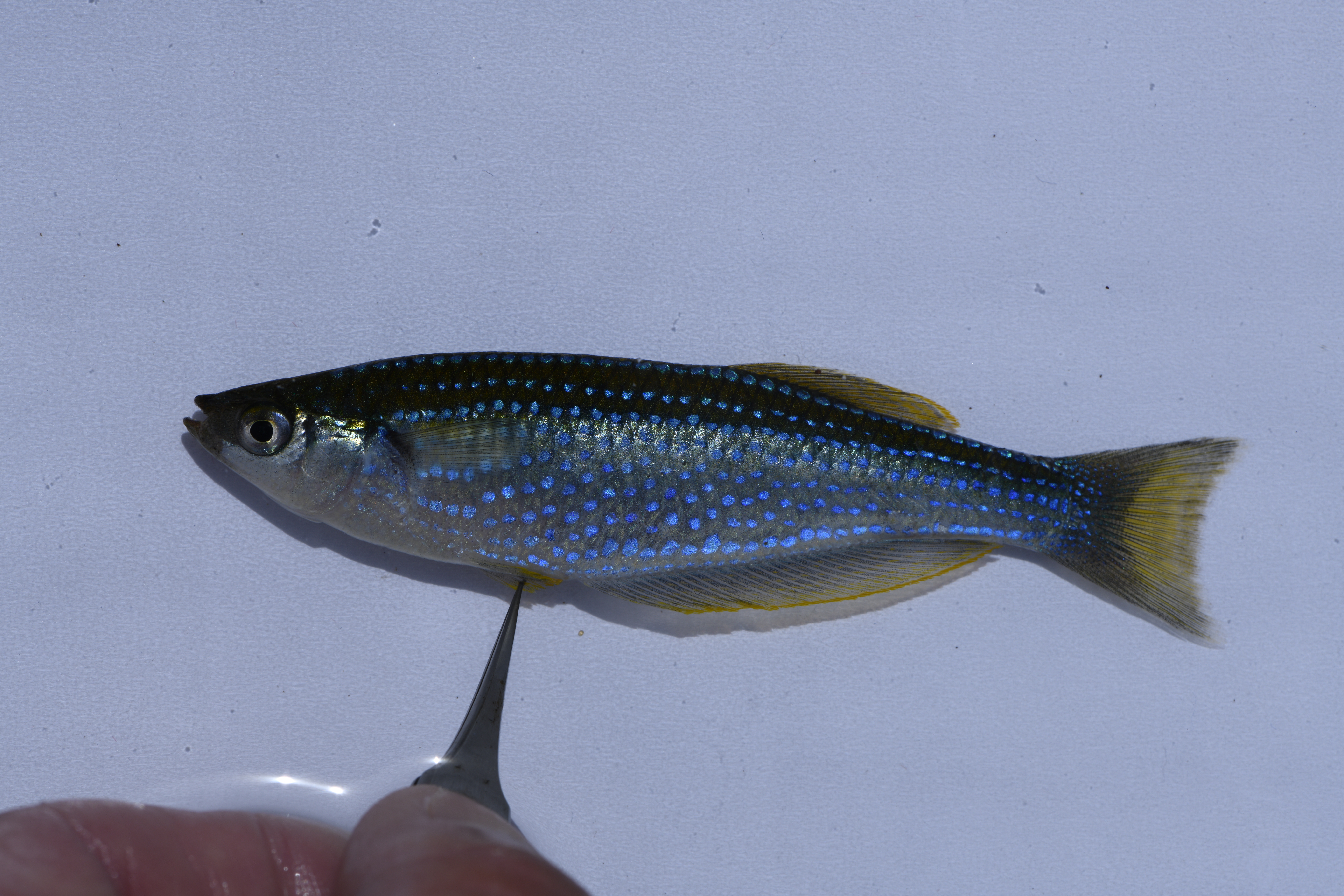 Tanganyika lampeye (Lamprichthys tanganicanus) — Poeciliidae — 2