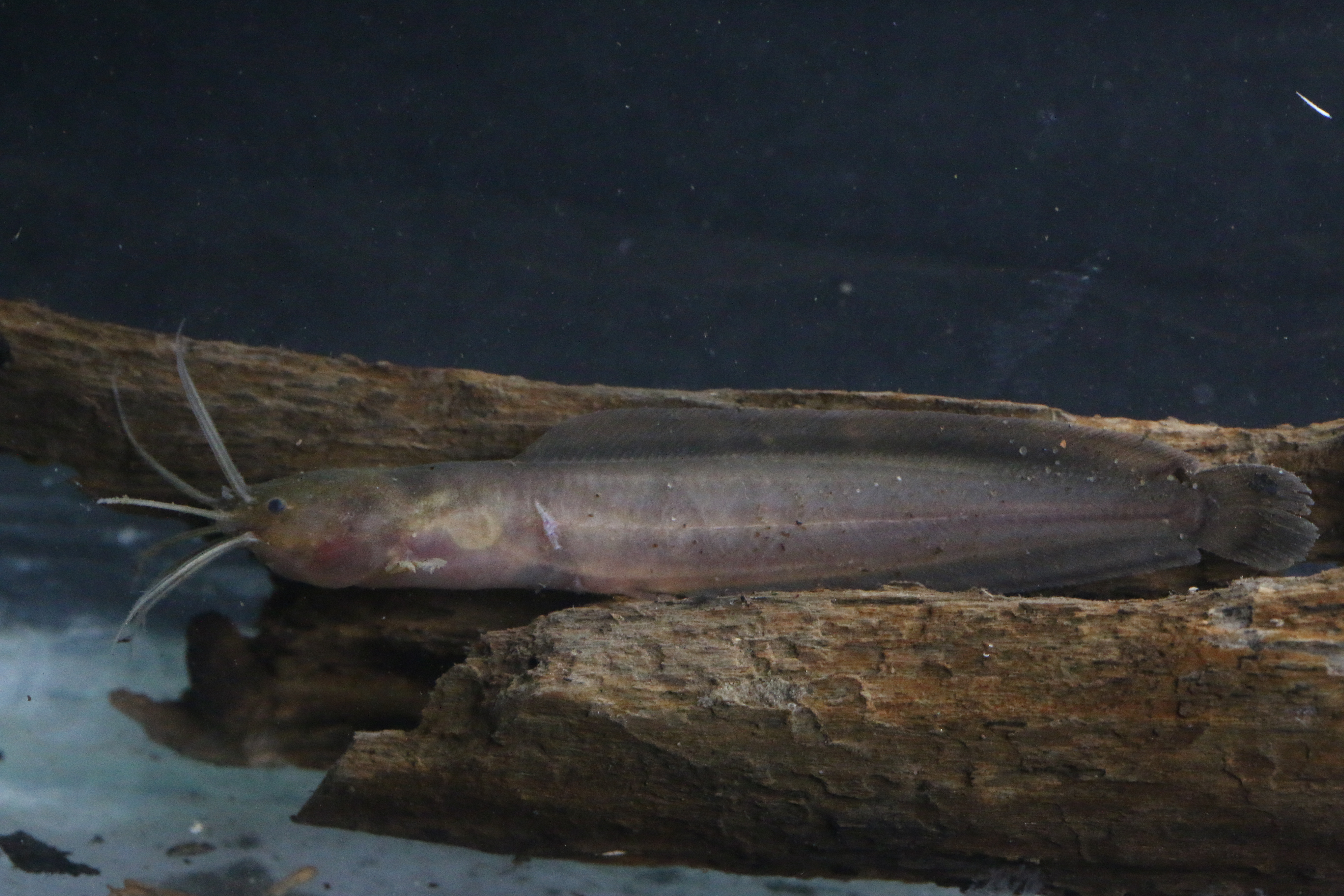 Snake catfish (Clarias theodorae) — Clariidae