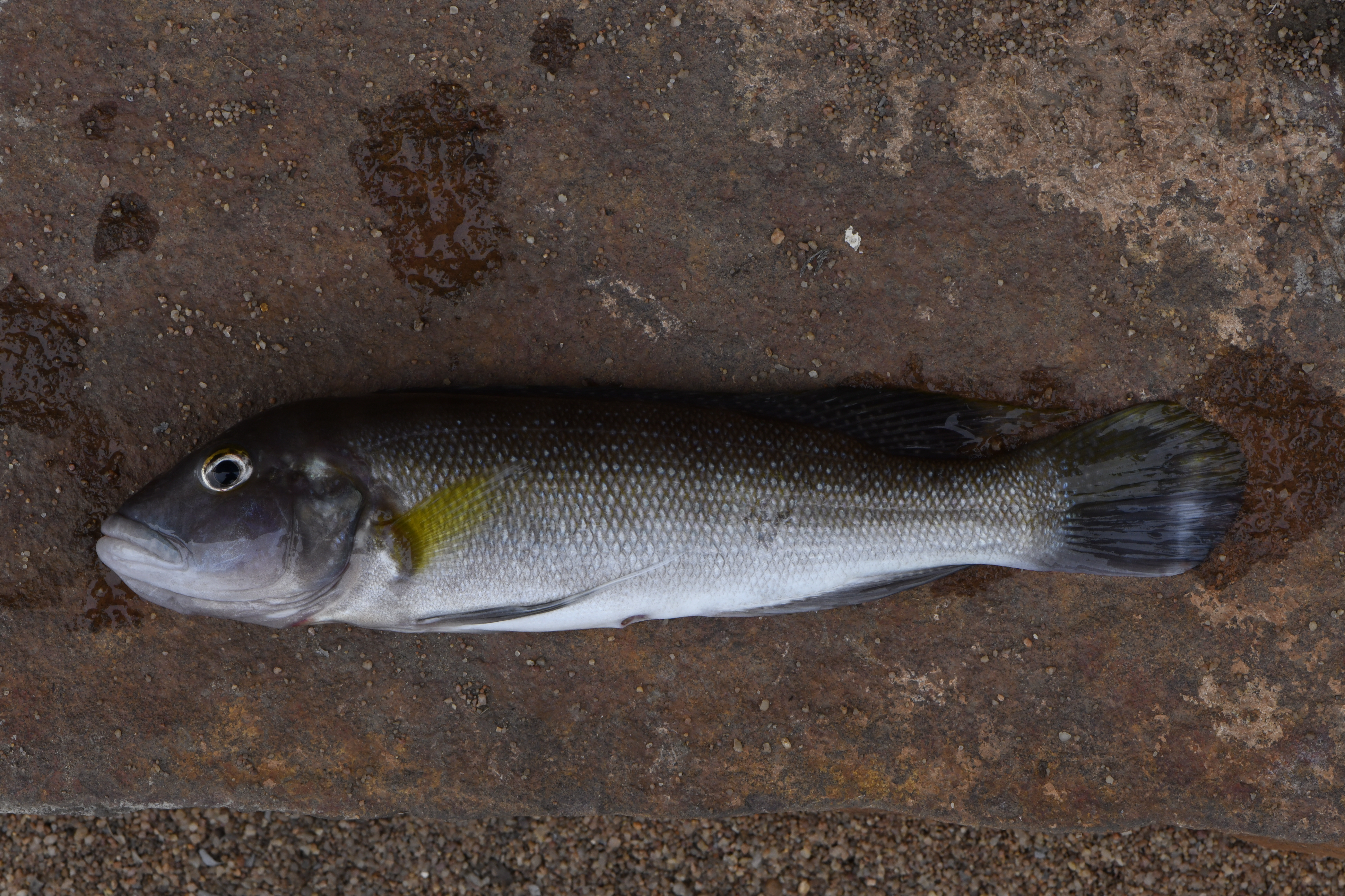 Lepidiolamprologus cunningtoni