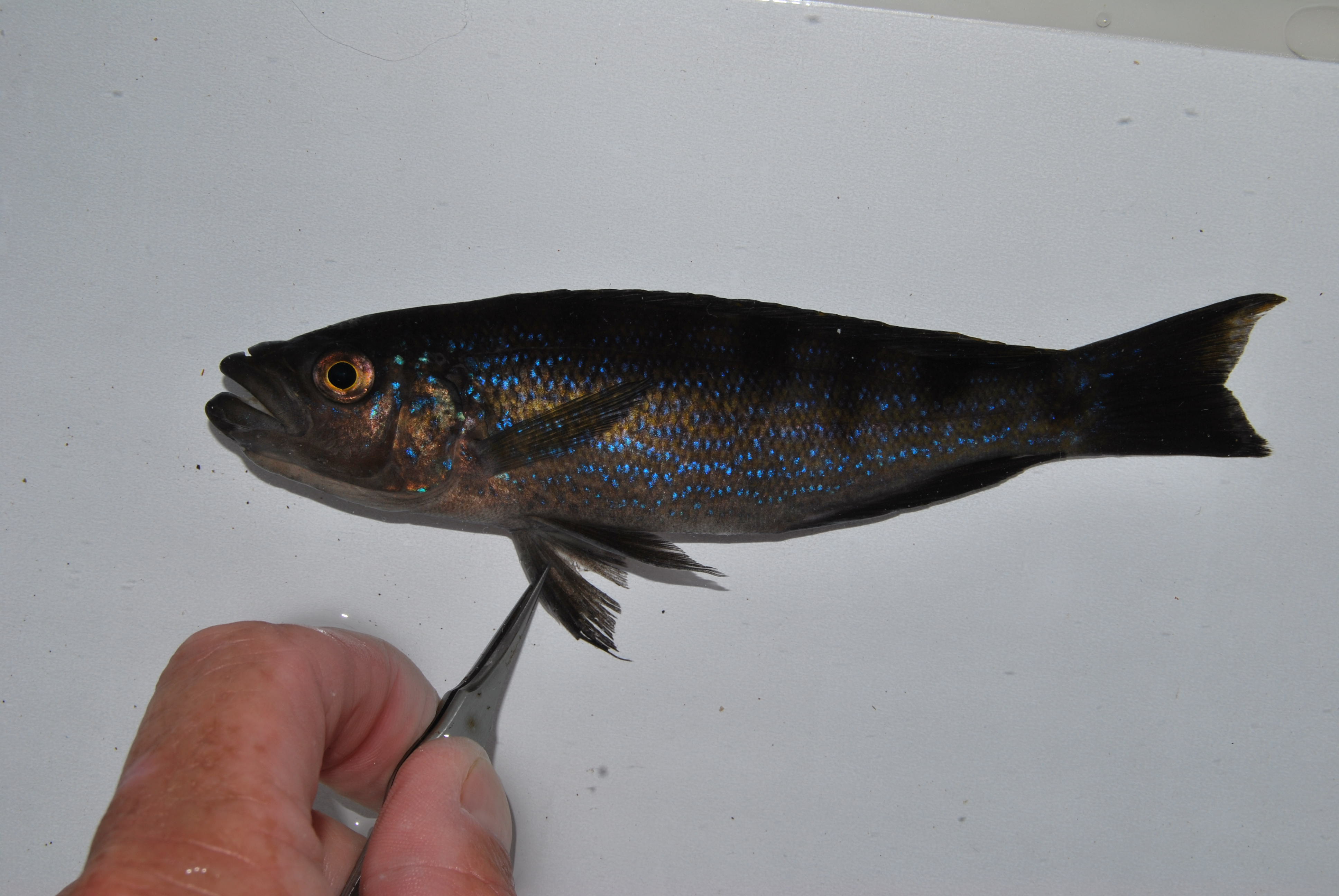 Perissodus microlepis