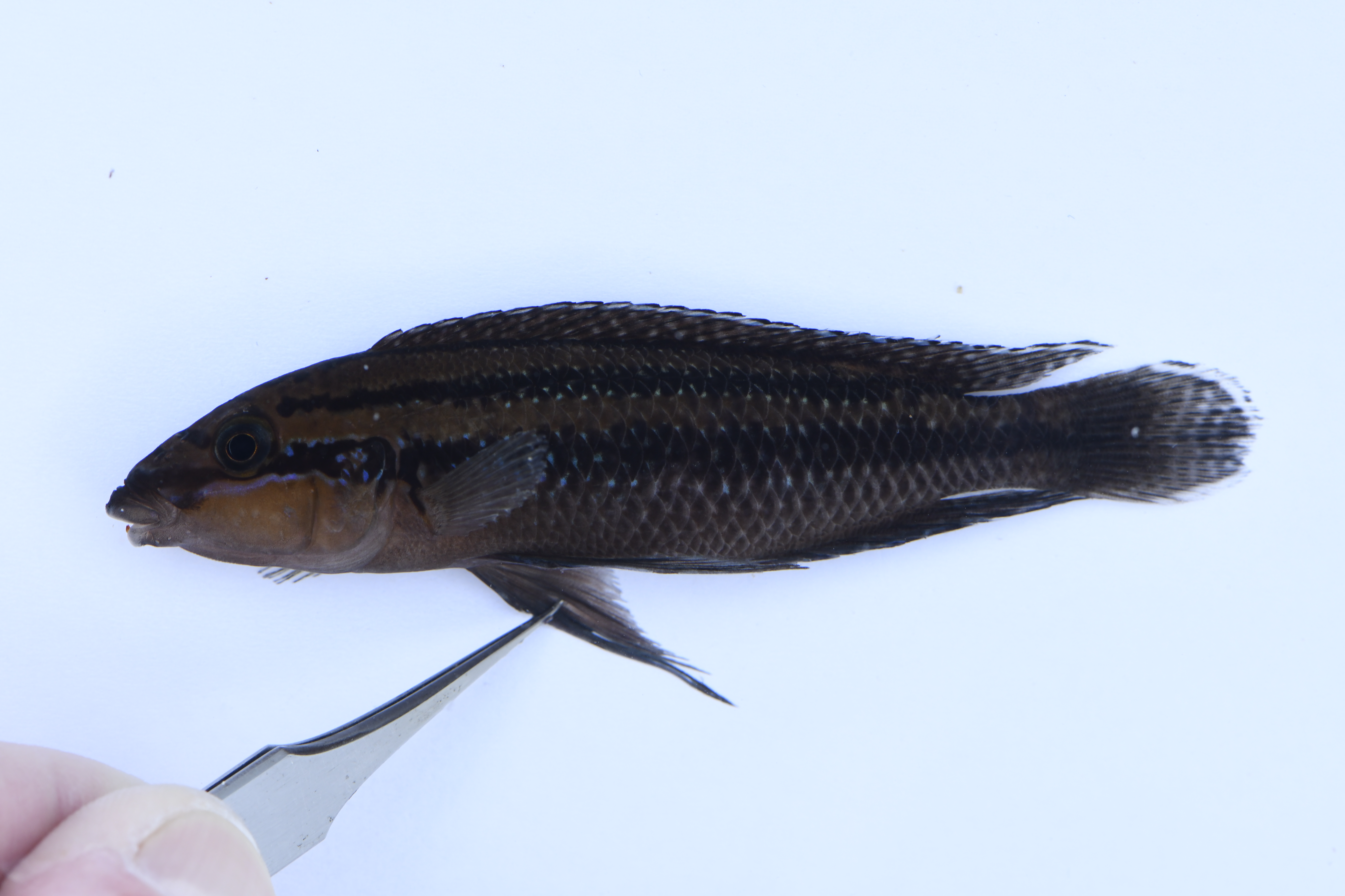 Dickfeld's julie (Julidochromis dickfeldi) — Cichlidae — 2