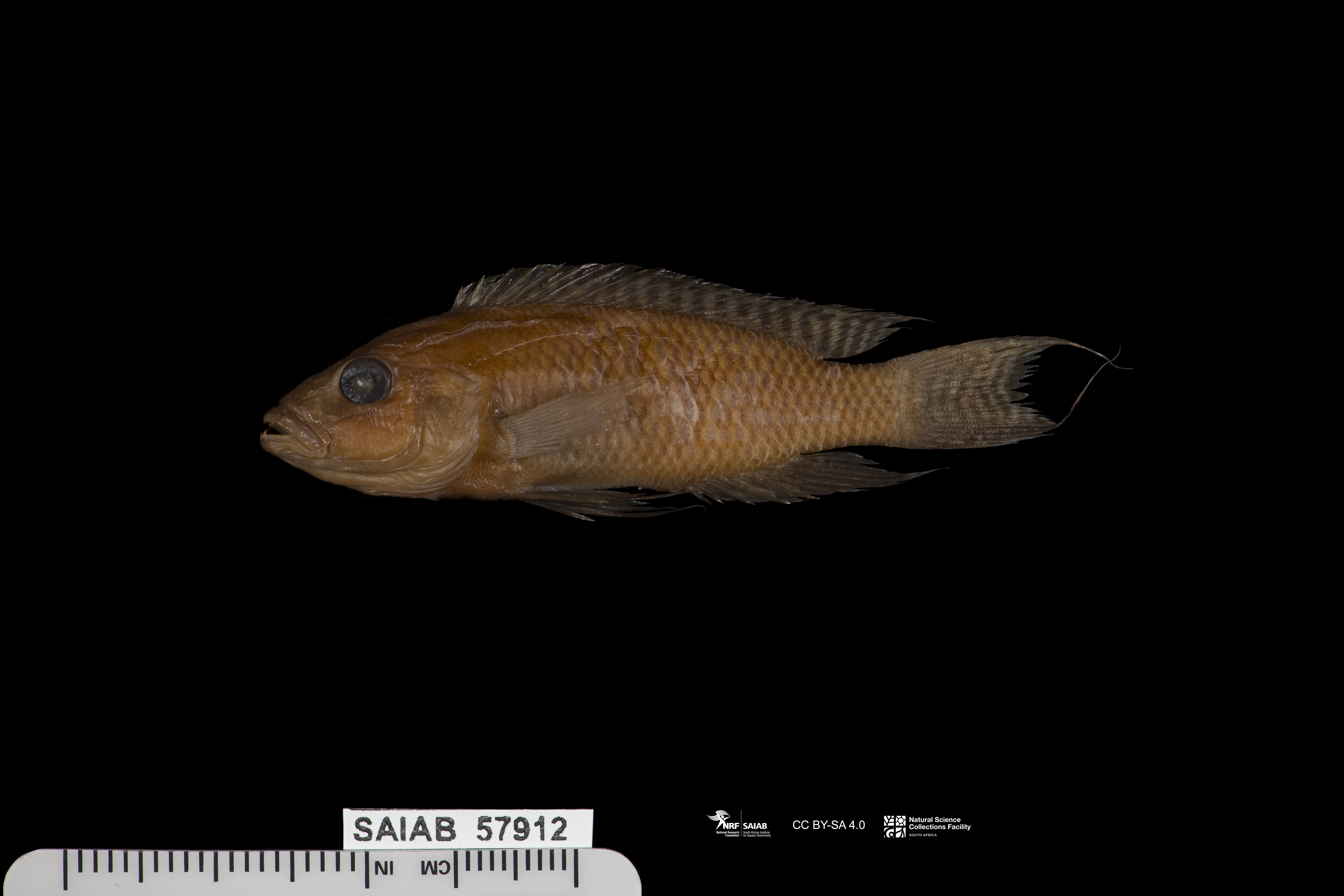 Neolamprologus walteri