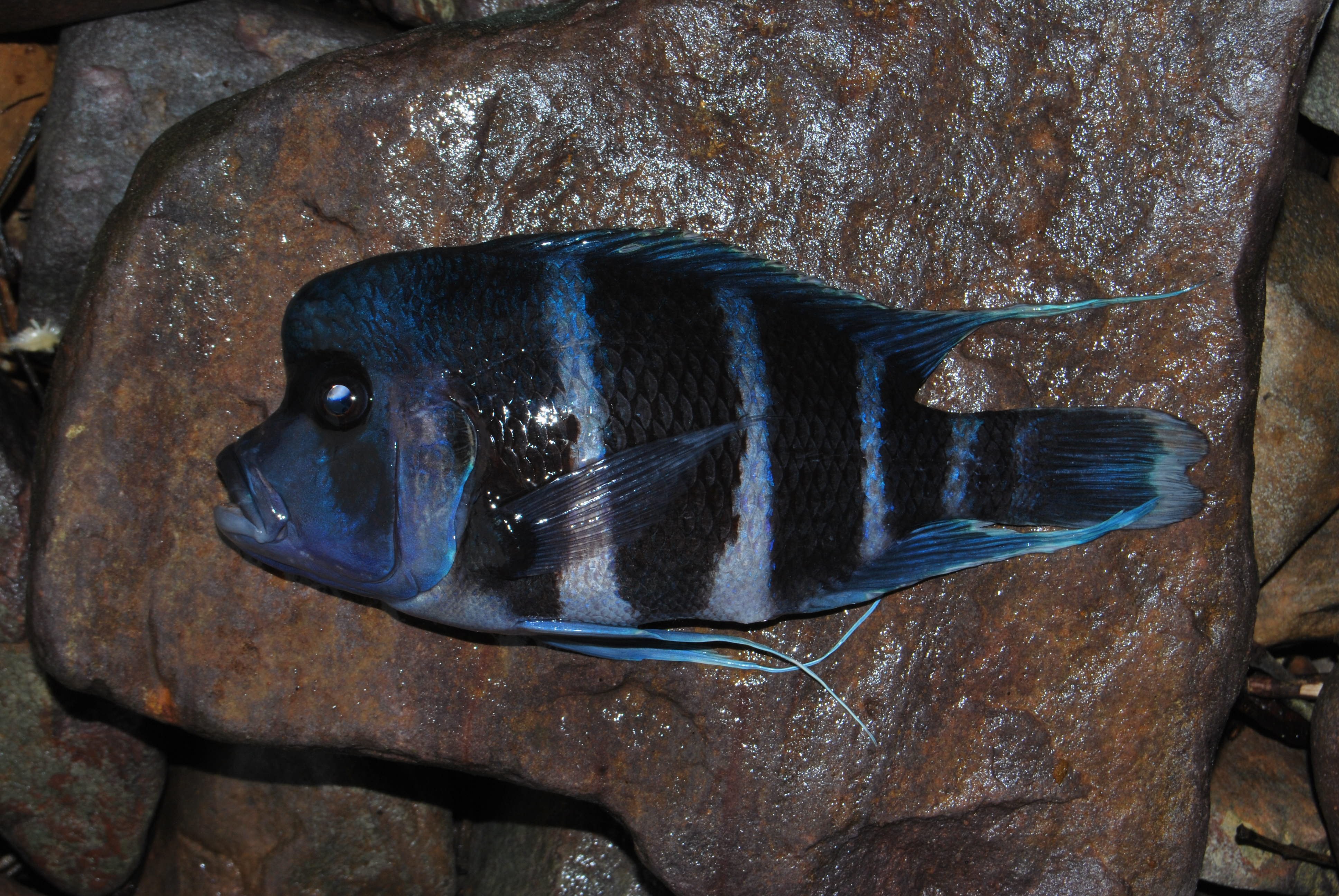 Humphead cichlid (Cyphotilapia frontosa) — Cichlidae — 2