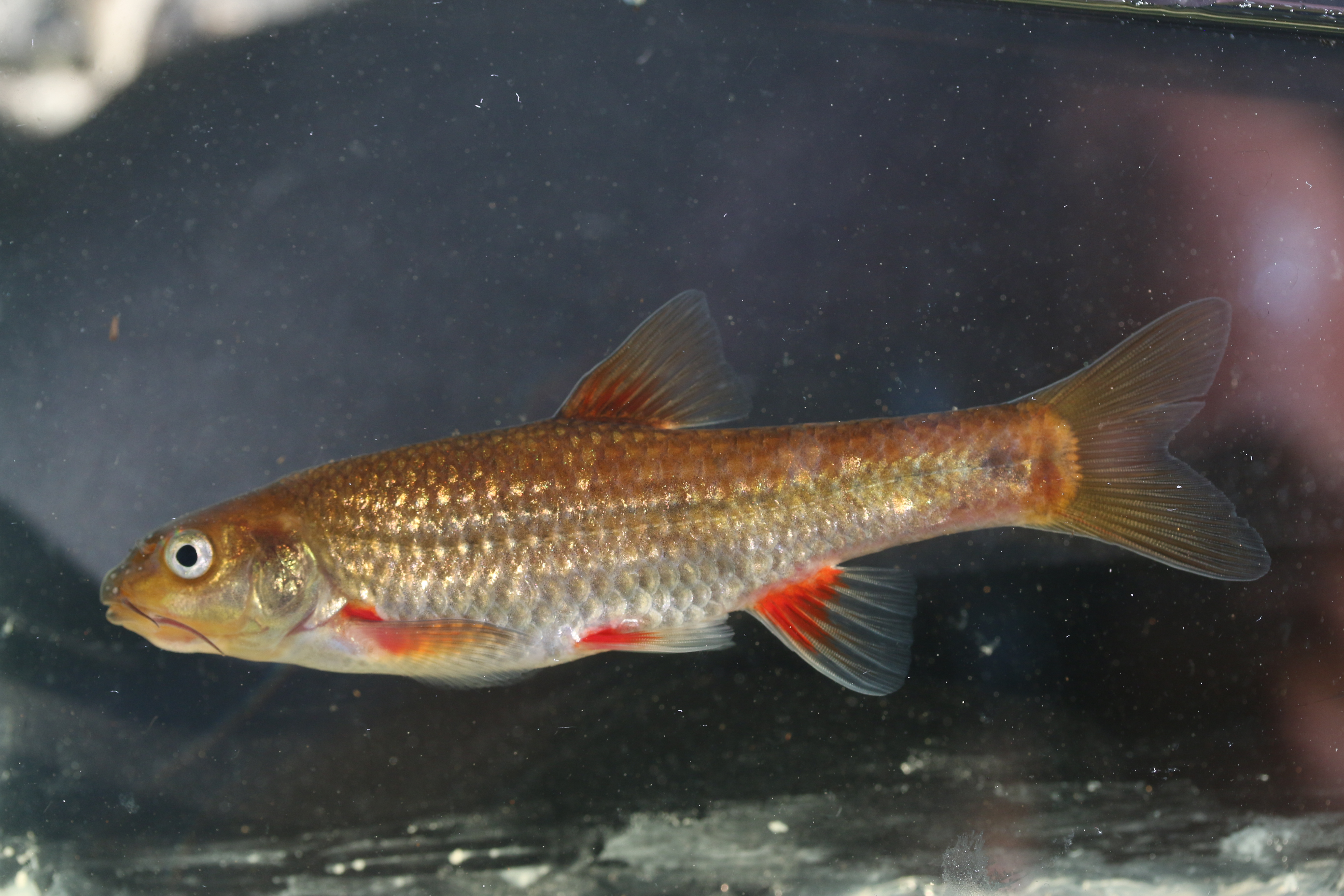 Breede redfin (Pseudobarbus burchelli) — Cyprinidae — 5