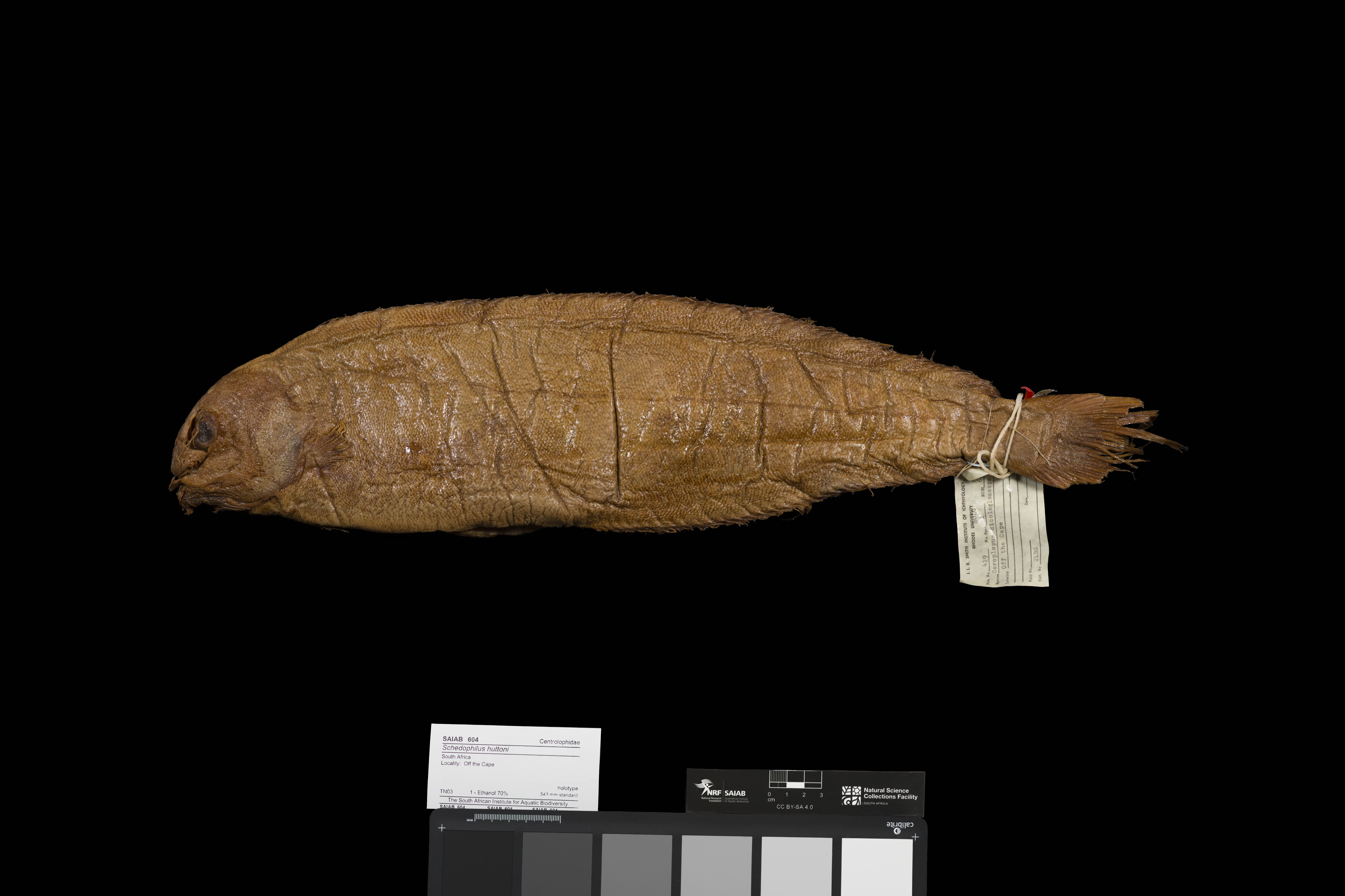 New Zealand ruffe (Schedophilus huttoni) — Centrolophidae