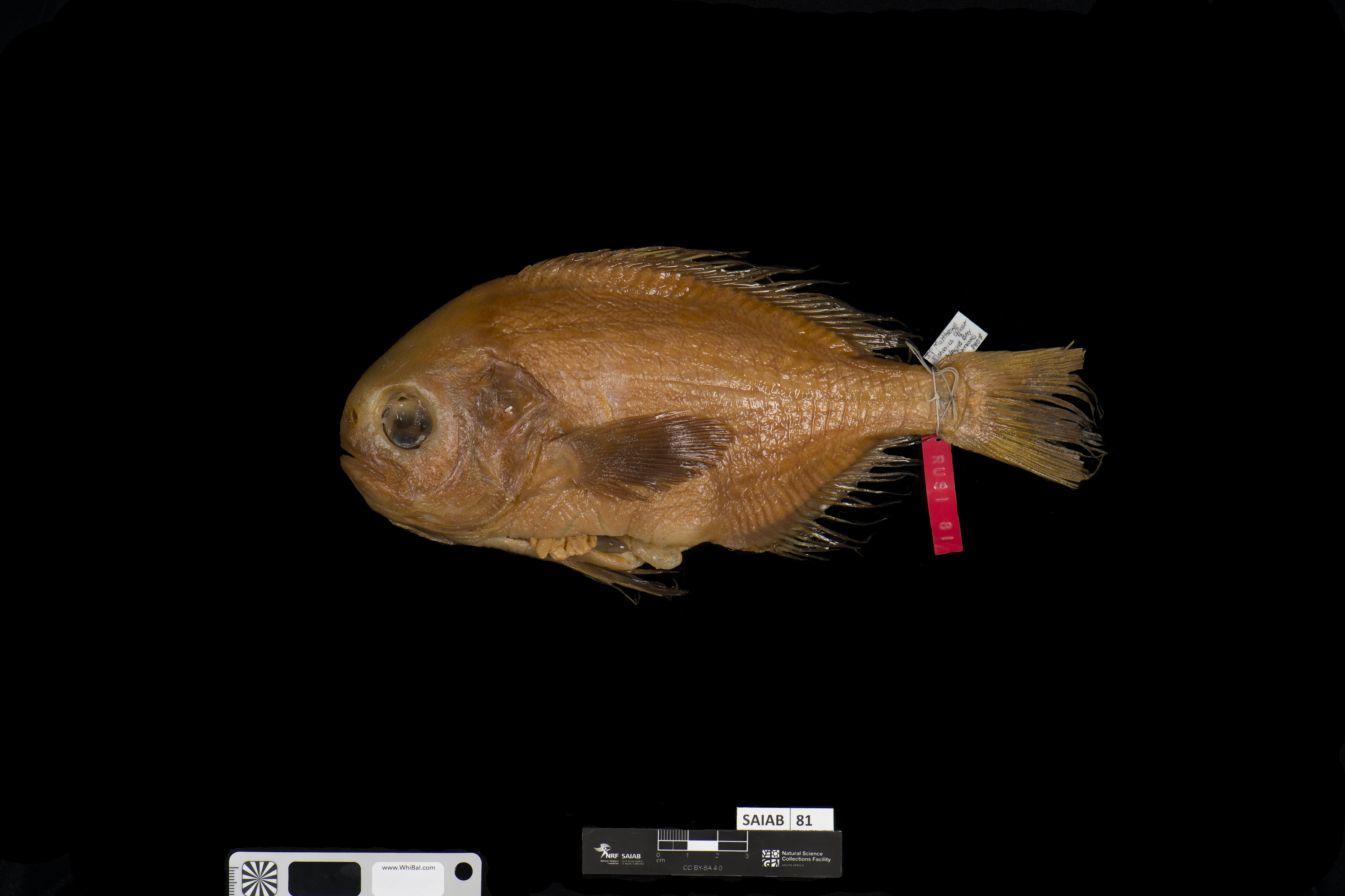 African barrelfish (Schedophilus velaini) — Centrolophidae — 4