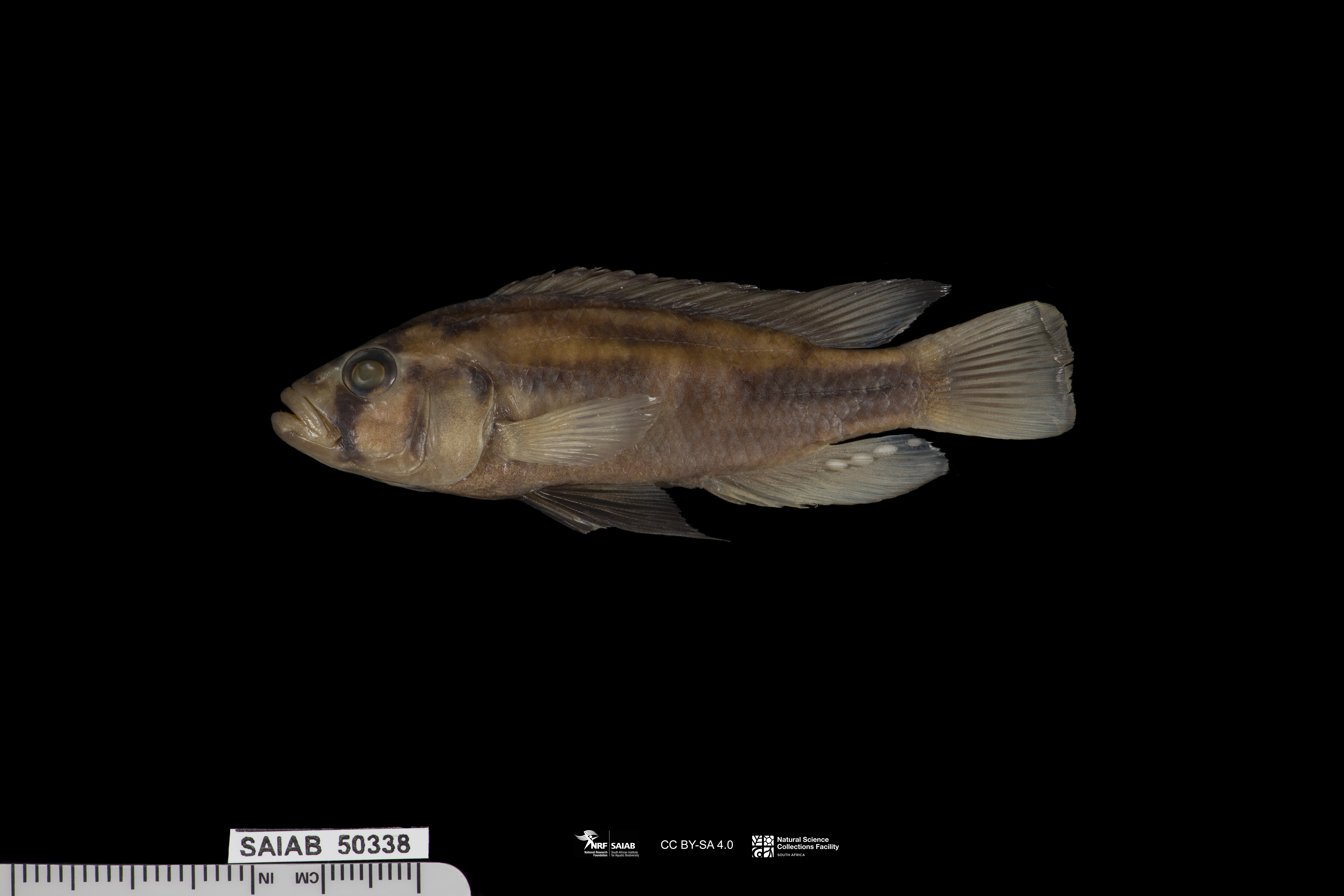 Katavi mouthbrooder (Haplochromis katavi) — Cichlidae