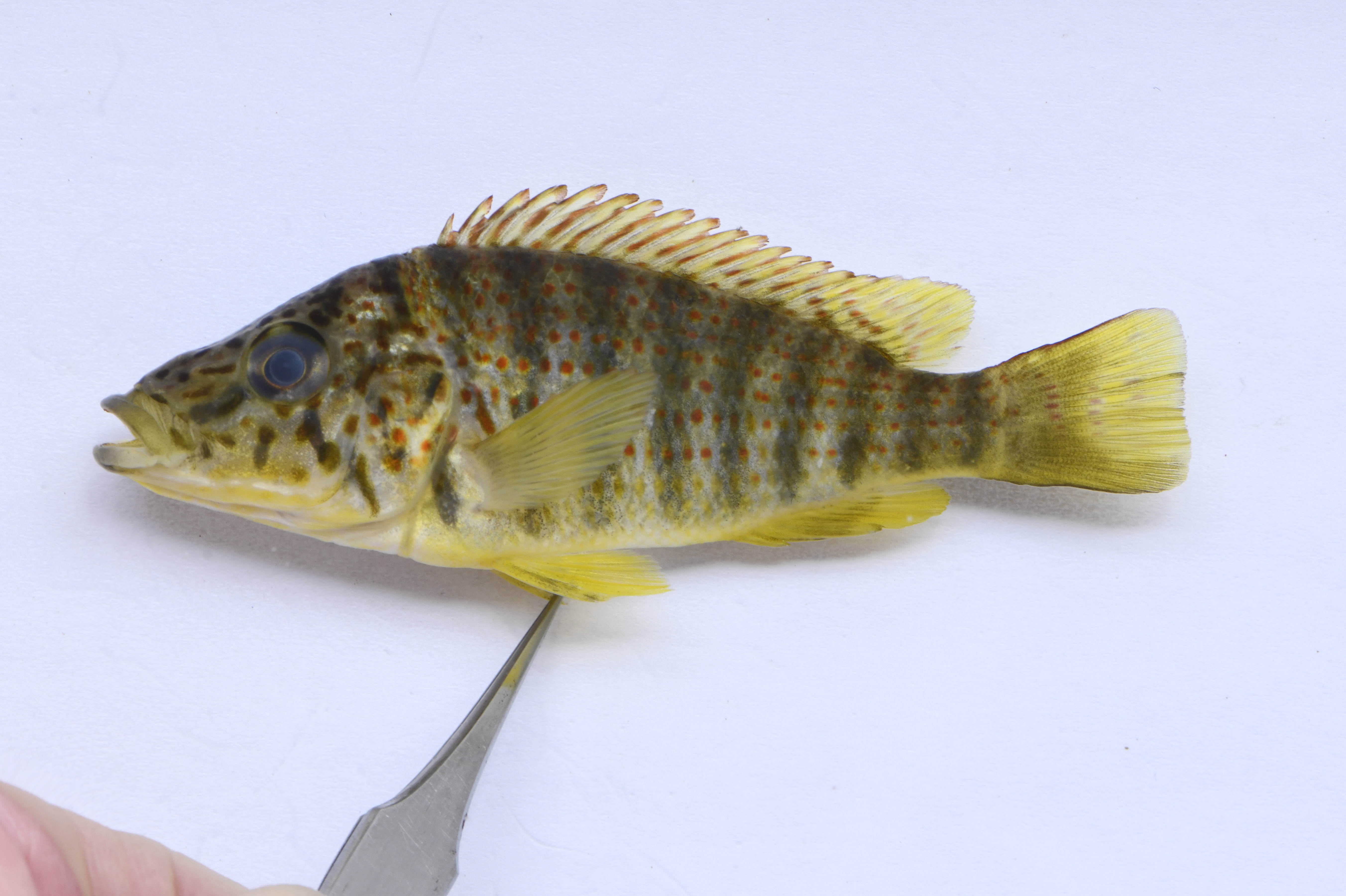 Ctenochromis horei
