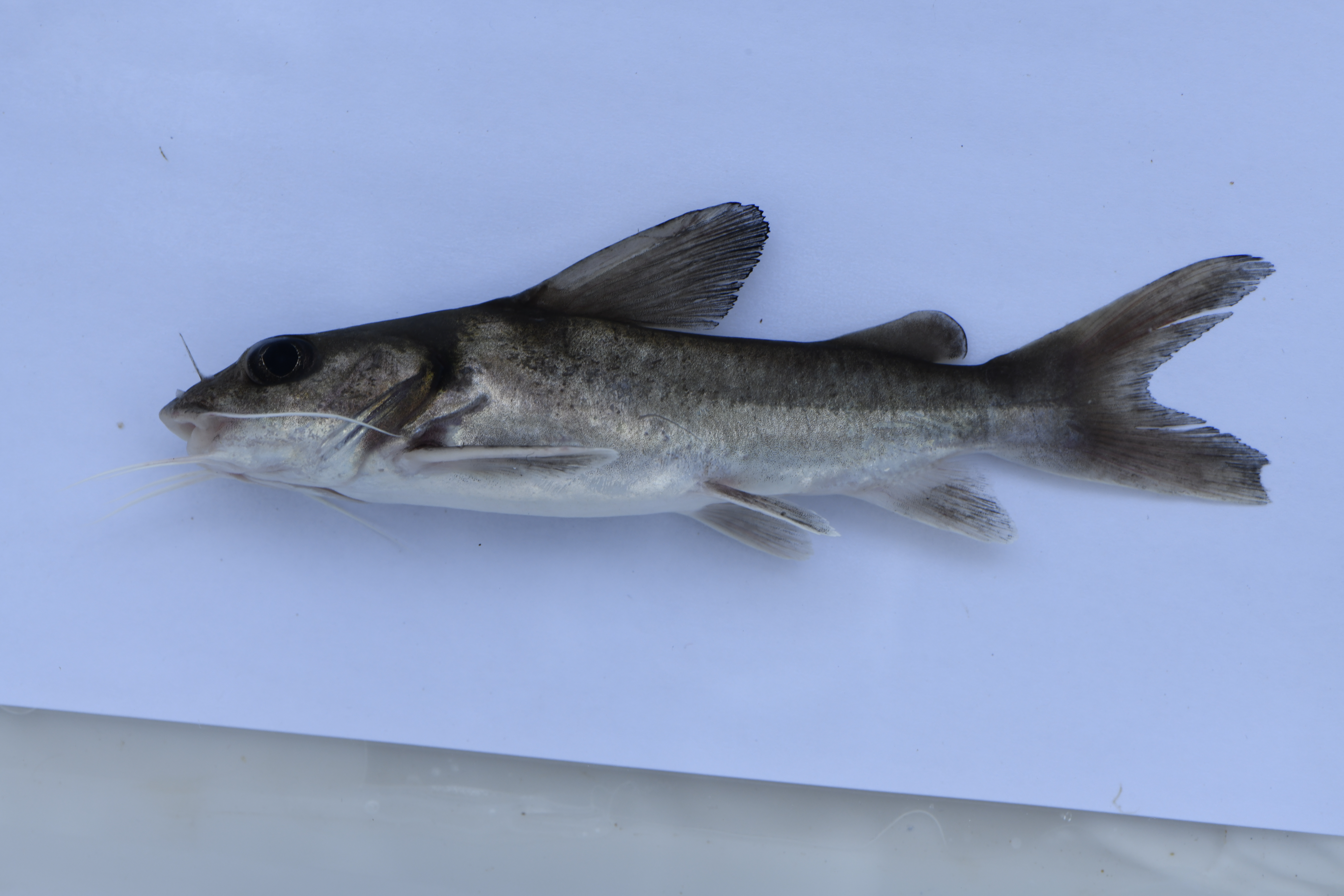 Kibonde (Chrysichthys brachynema) — Claroteidae