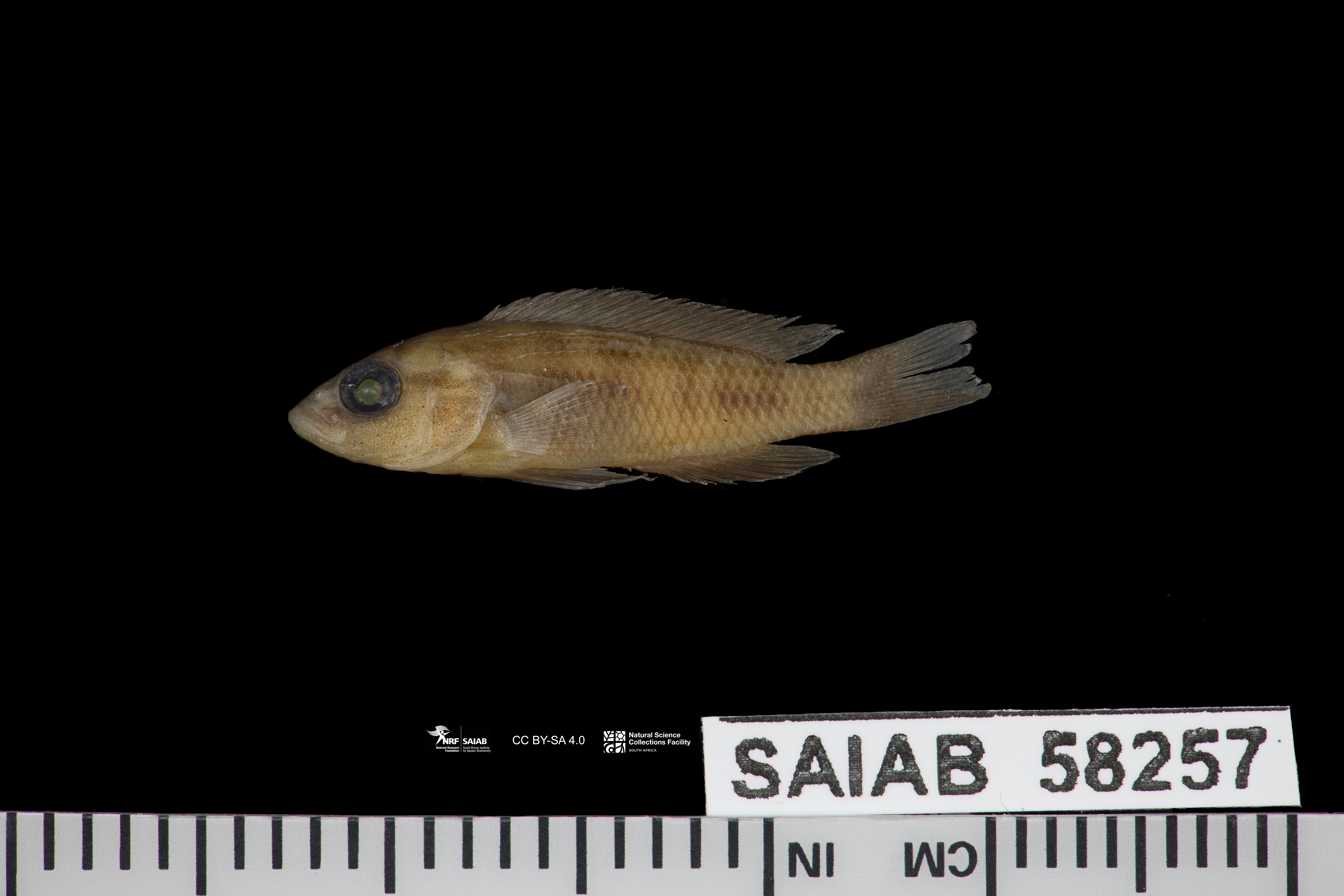 Neolamprologus walteri