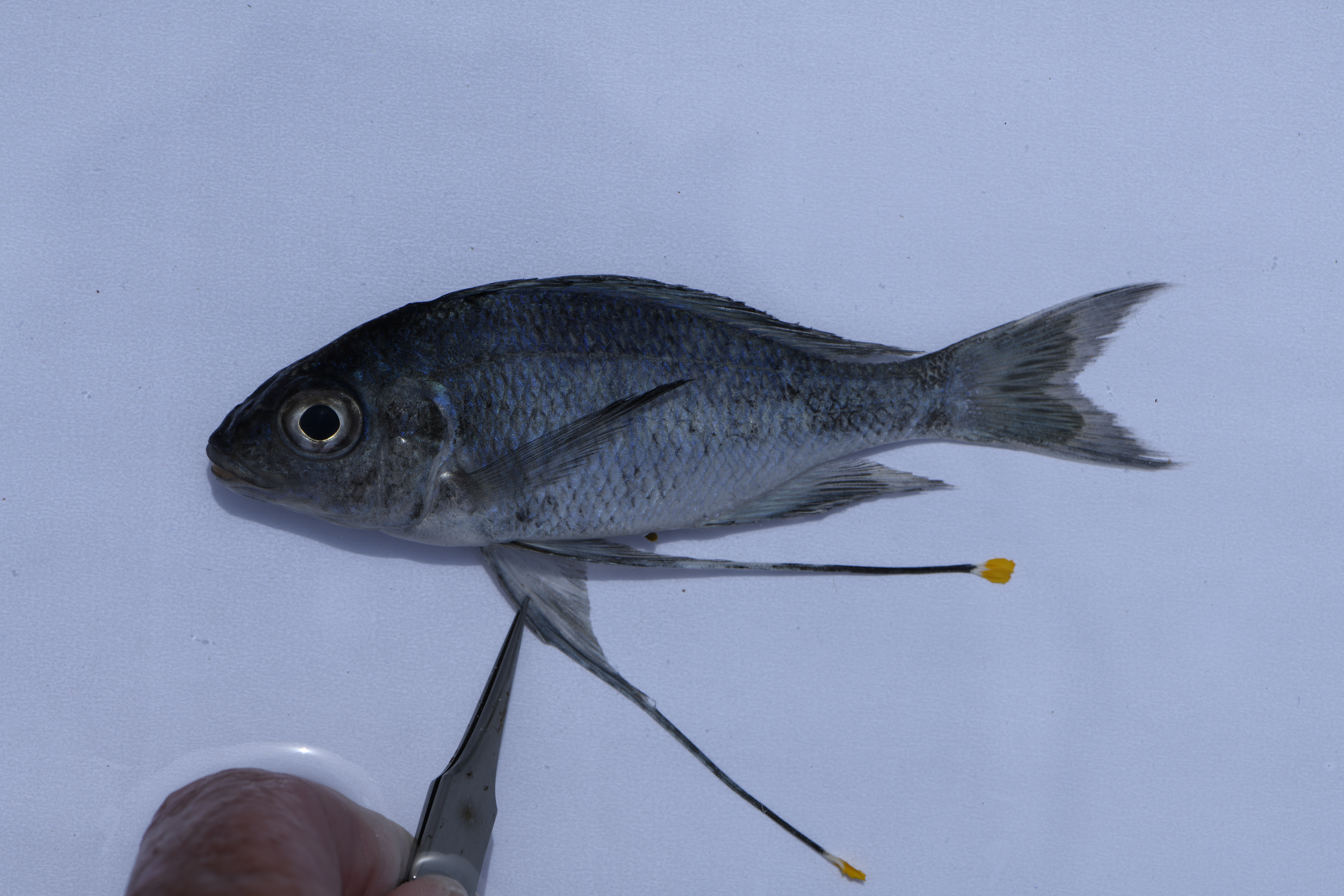 Ophthalmotilapia ventralis