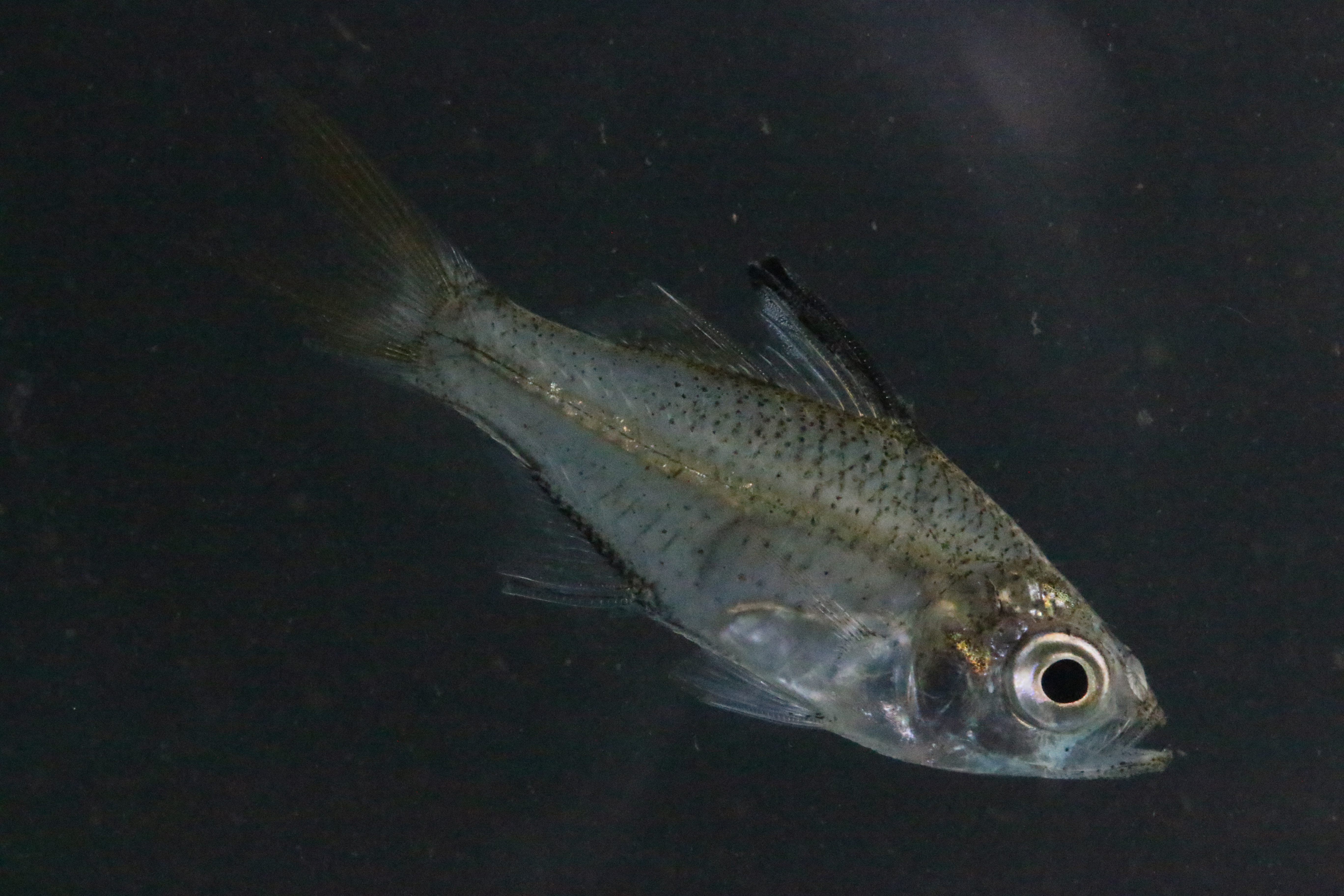 Slender glassy (Ambassis natalensis) — Ambassidae