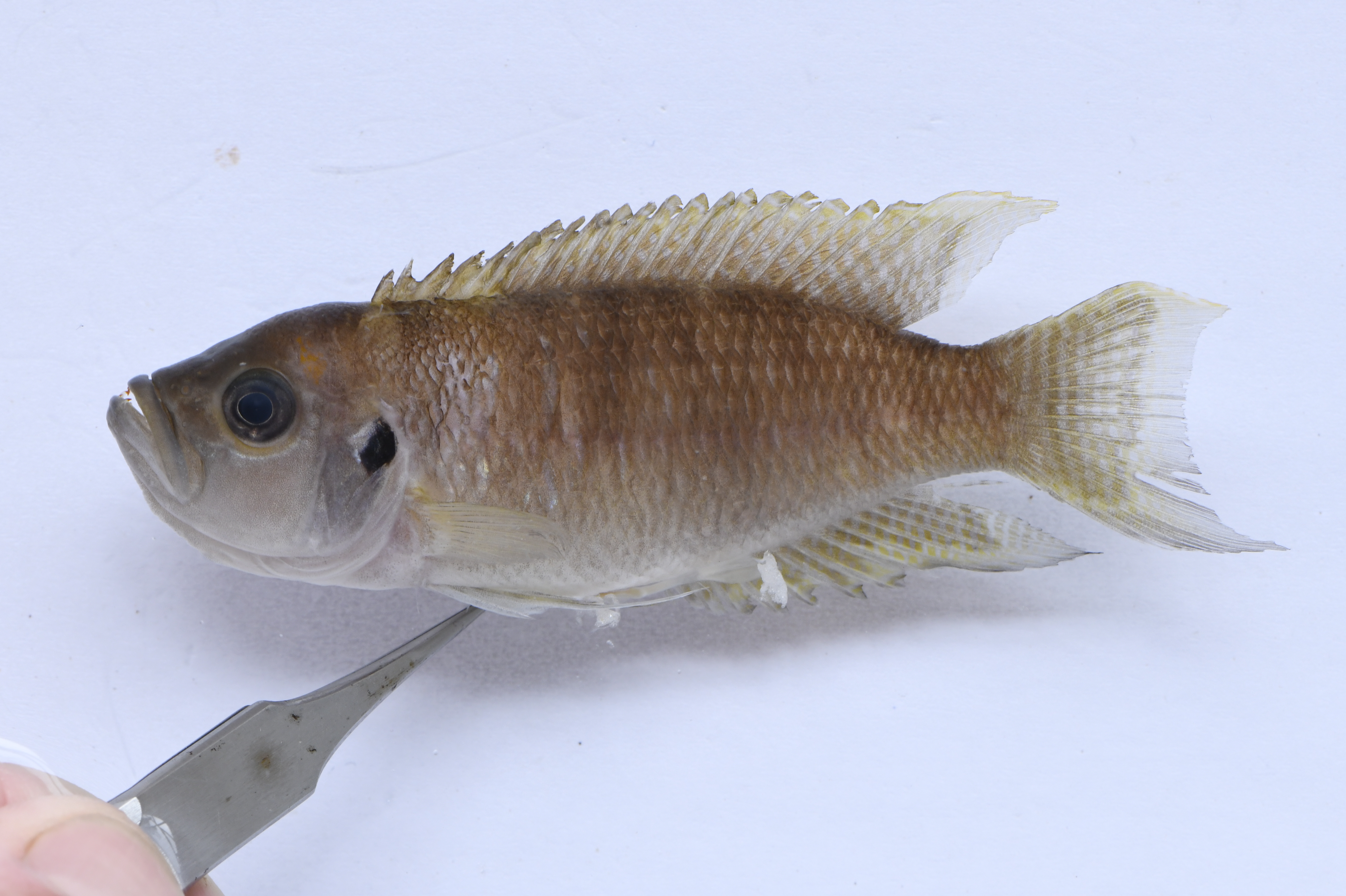 Neolamprologus brevis