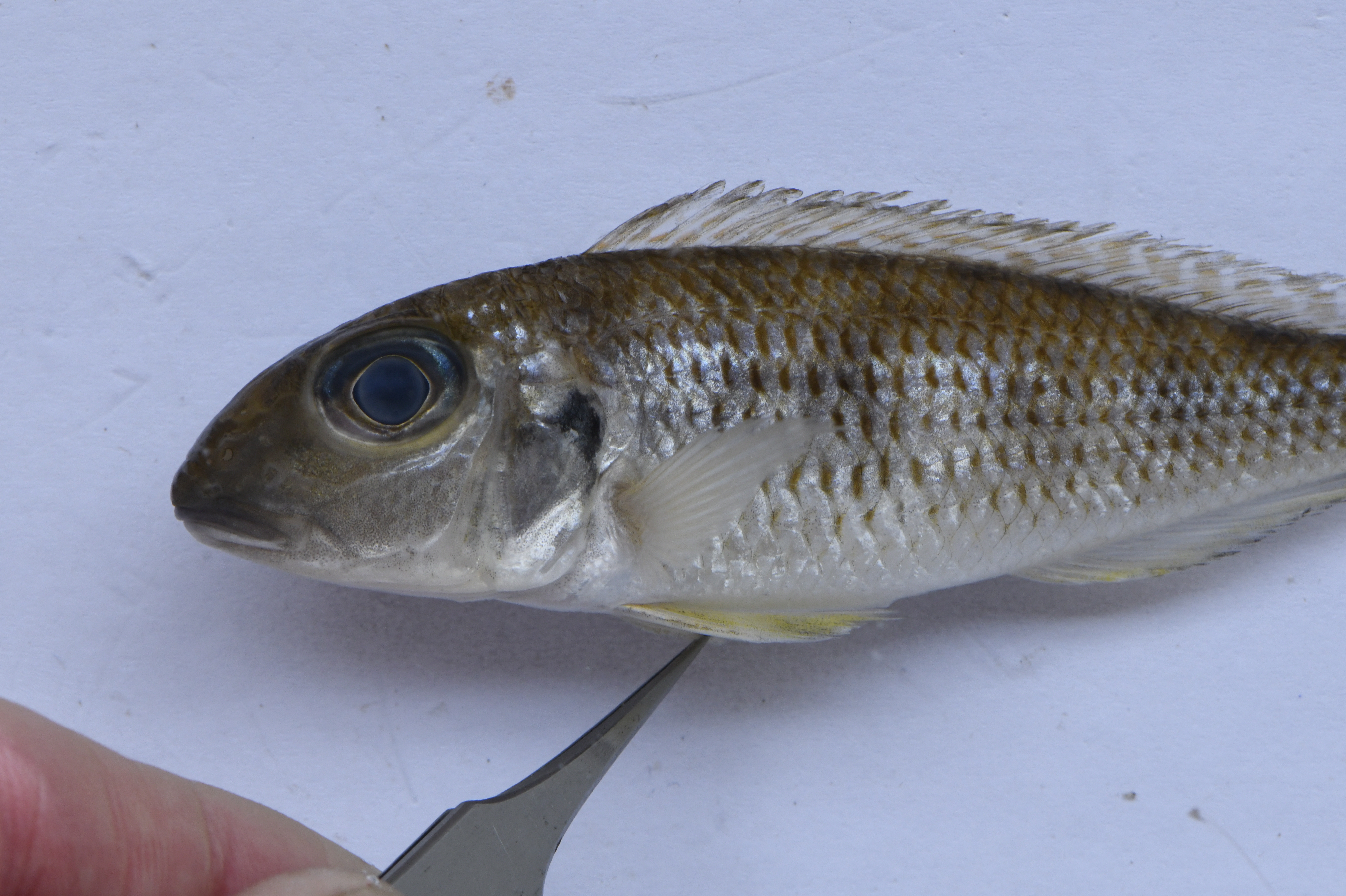 Xenotilapia sima