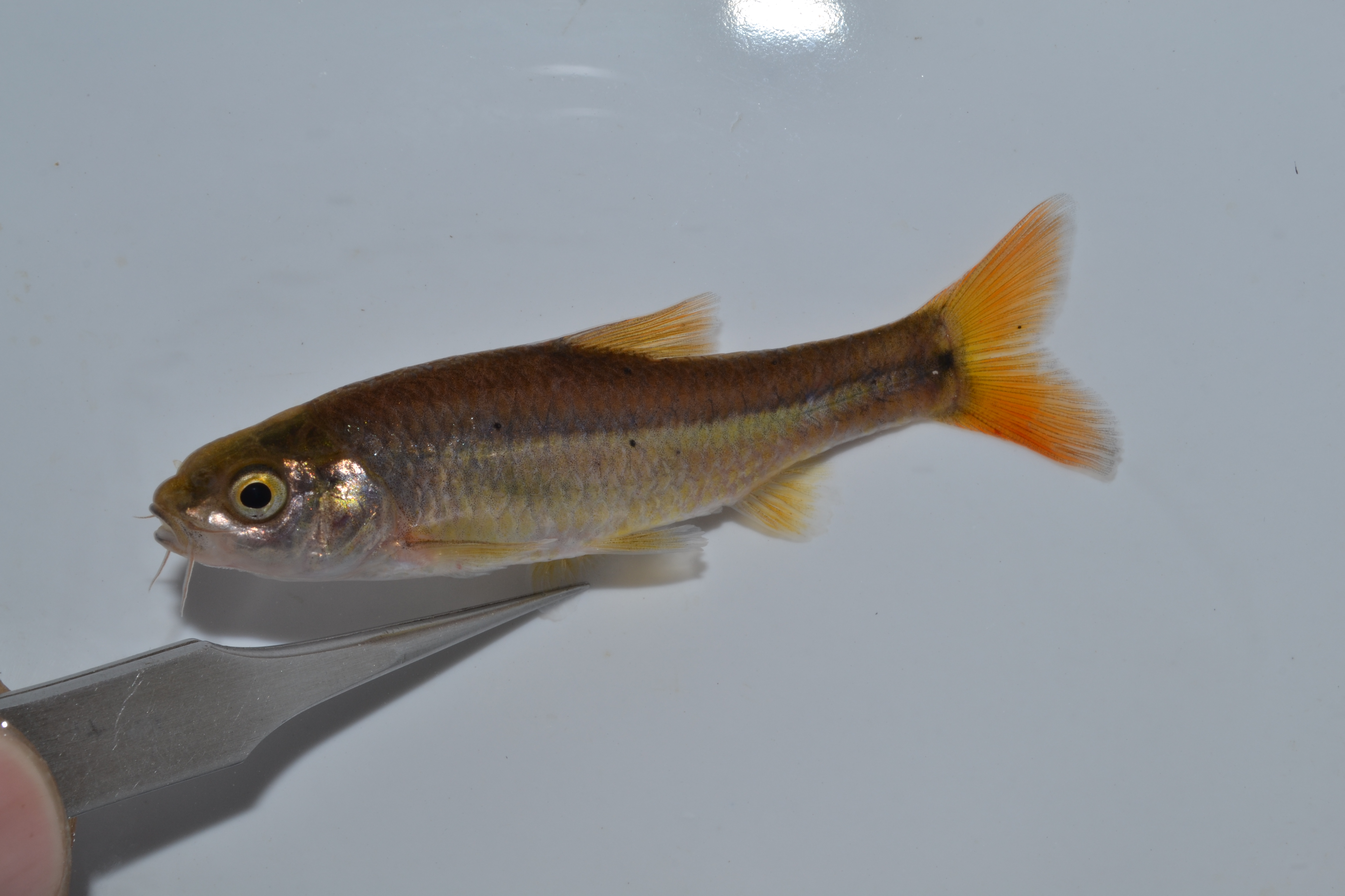 Roodoog-barbeel (Enteromius gurneyi) — Cyprinidae — 5