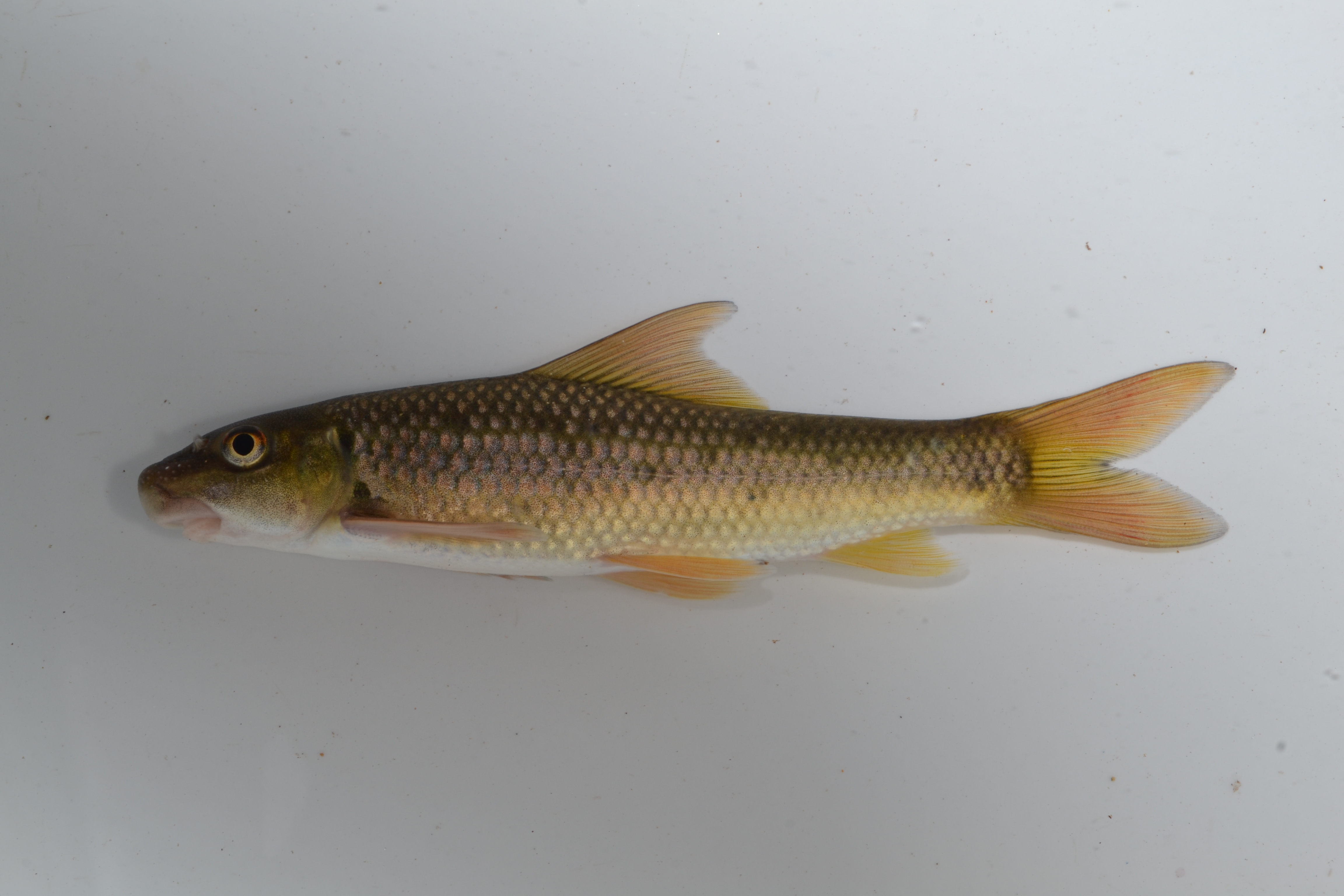 Tugela labeo (Labeo rubromaculatus) — Cyprinidae — 2