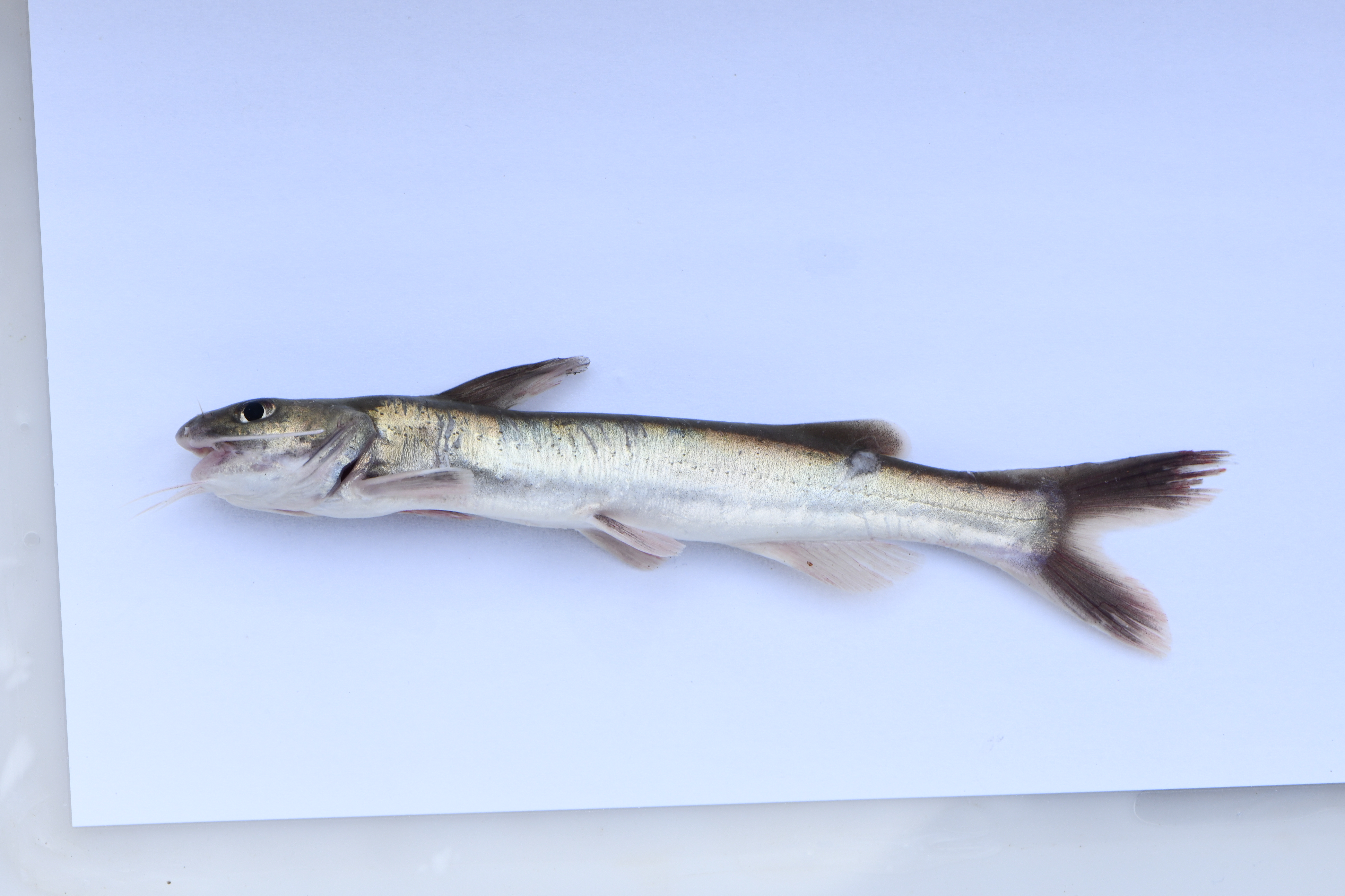 Tanganyika claroteid catfish (Bathybagrus sianenna) — Claroteidae