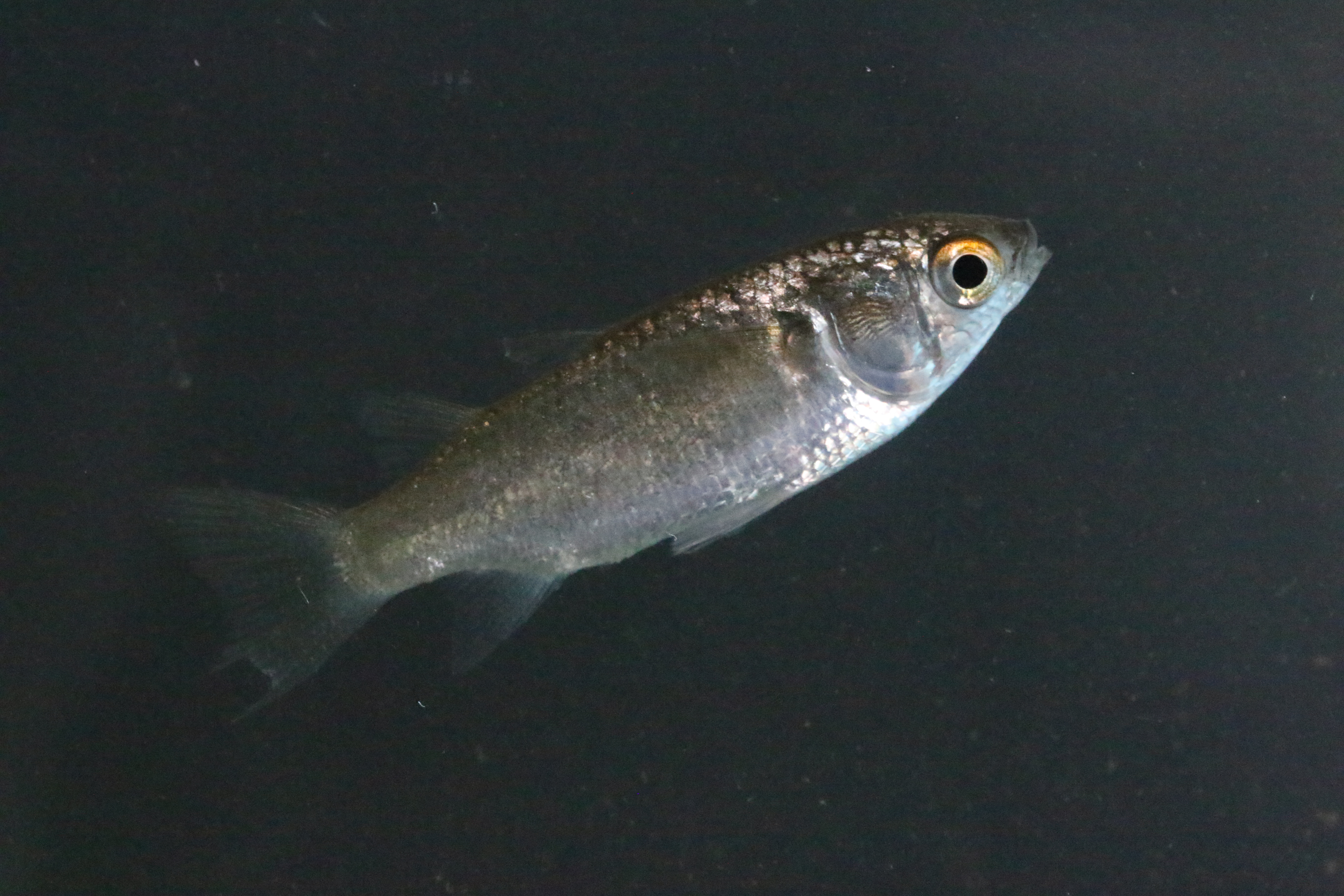 Bluetail mullet (Valamugil buchanani) — Mugilidae — 5