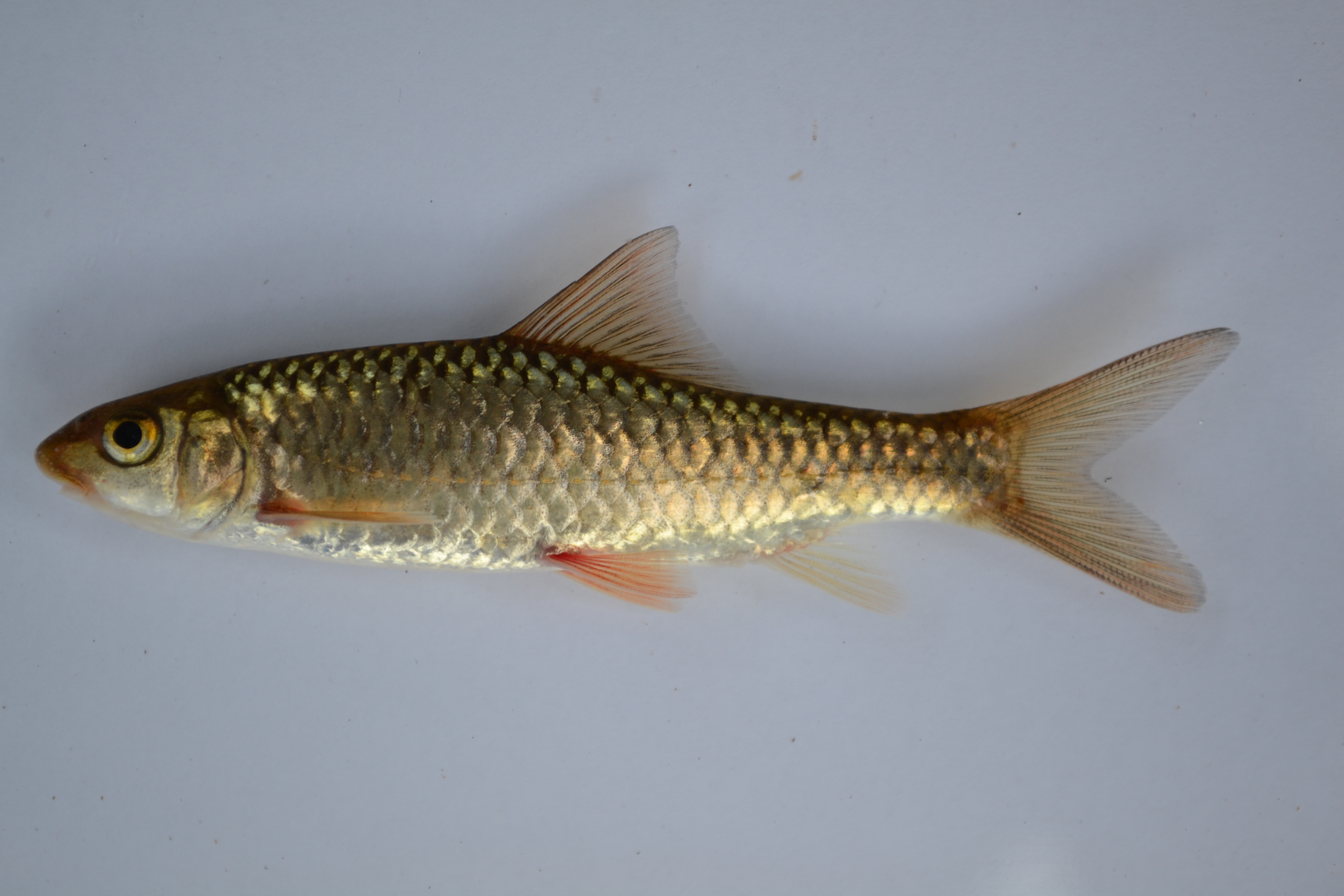 Pungwe chiselmouth (Labeobarbus pungweensis) — Cyprinidae