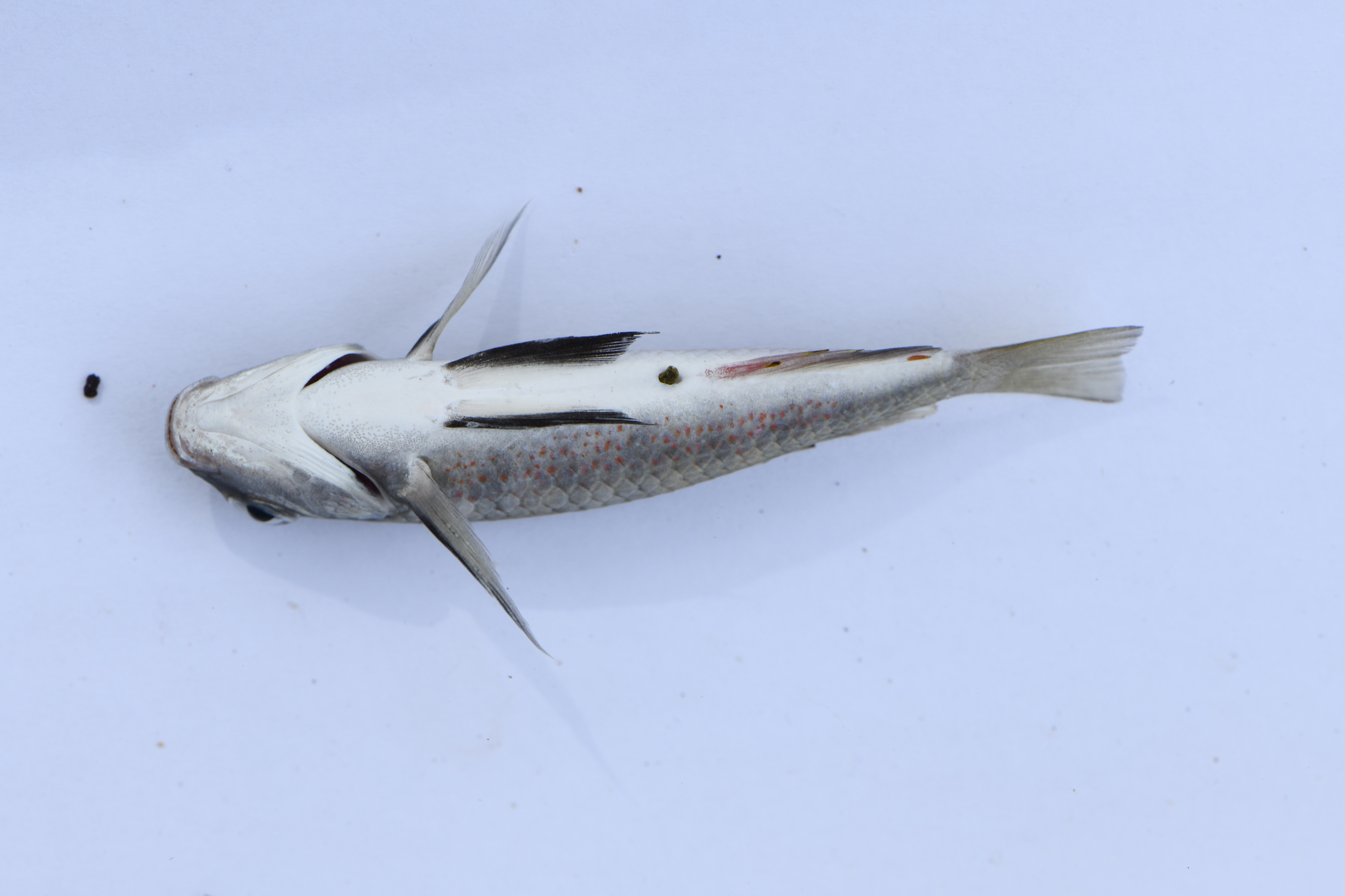 Pseudosimochromis babaulti