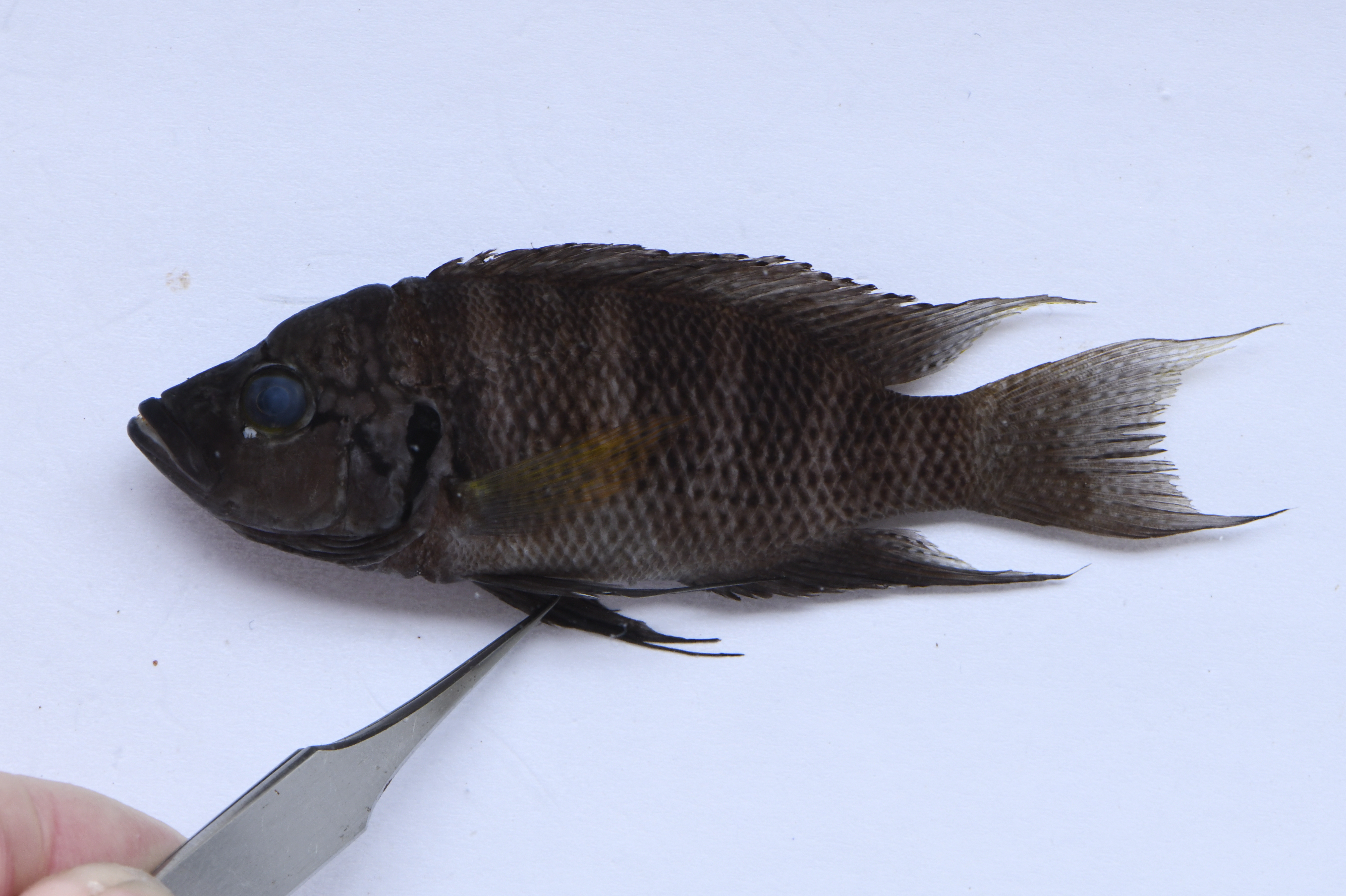 Savory's cichlid (Neolamprologus savoryi) — Cichlidae — 2