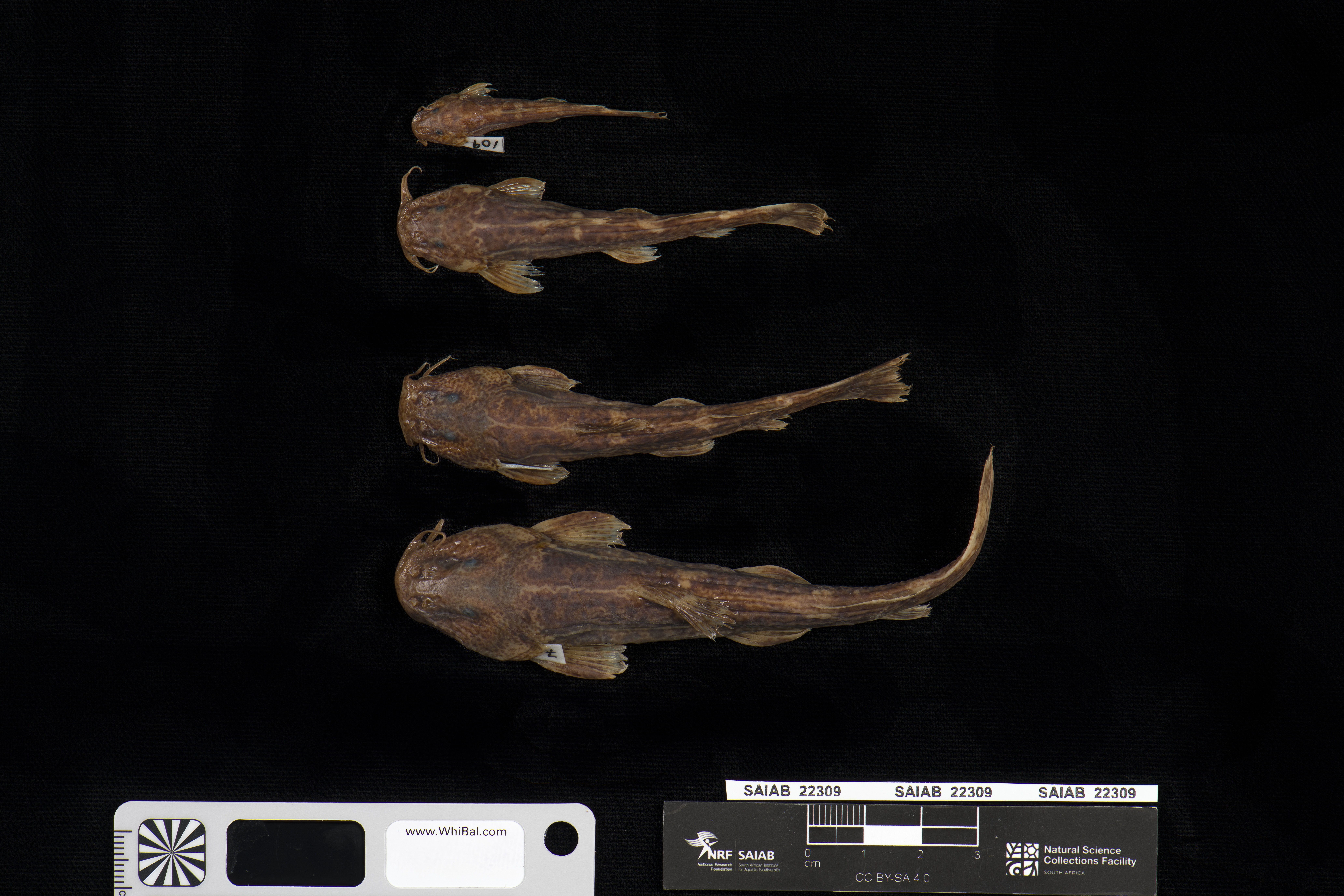 Hidden mountain catfish (Amphilius cryptobullatus) — Amphiliidae