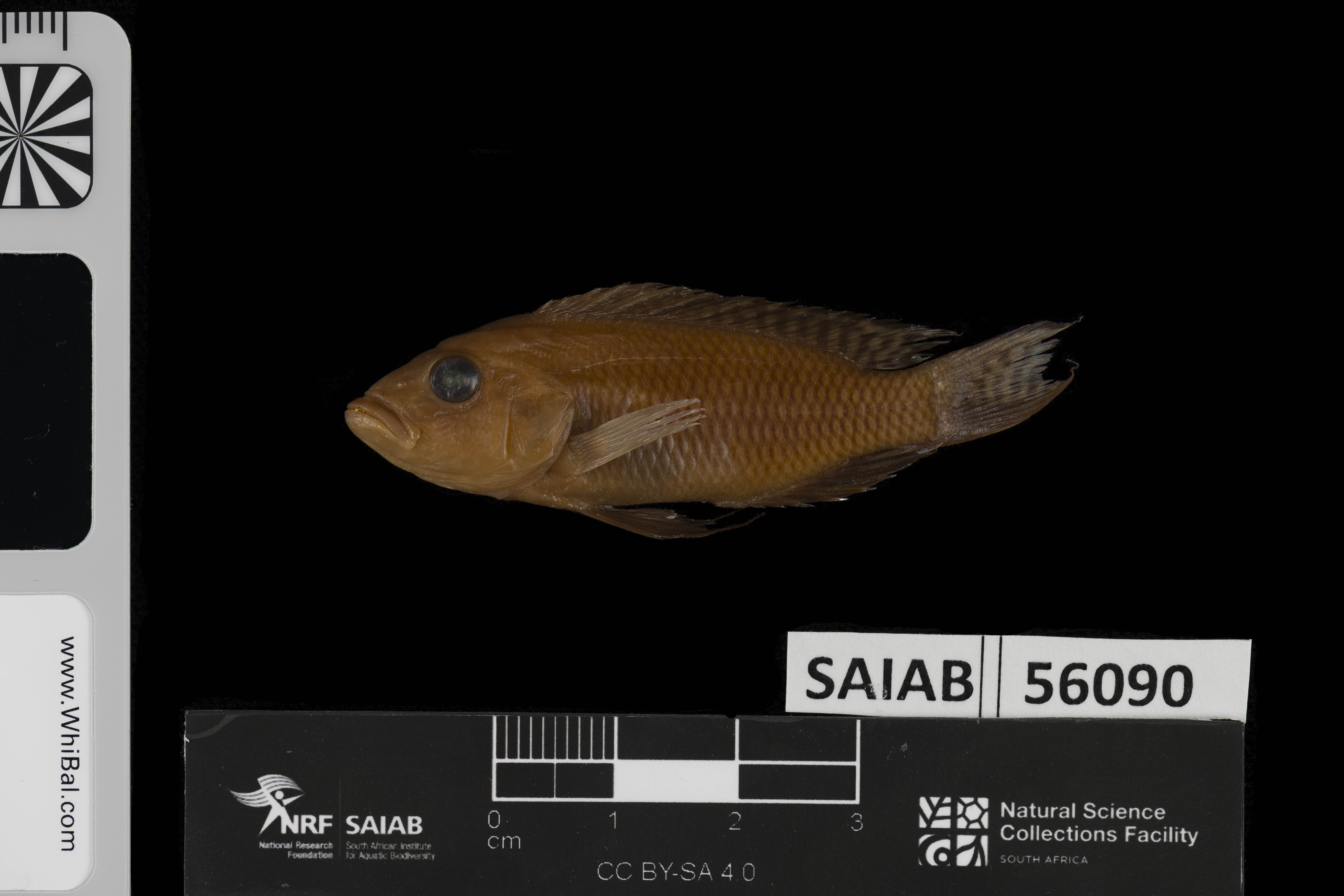 Neolamprologus walteri