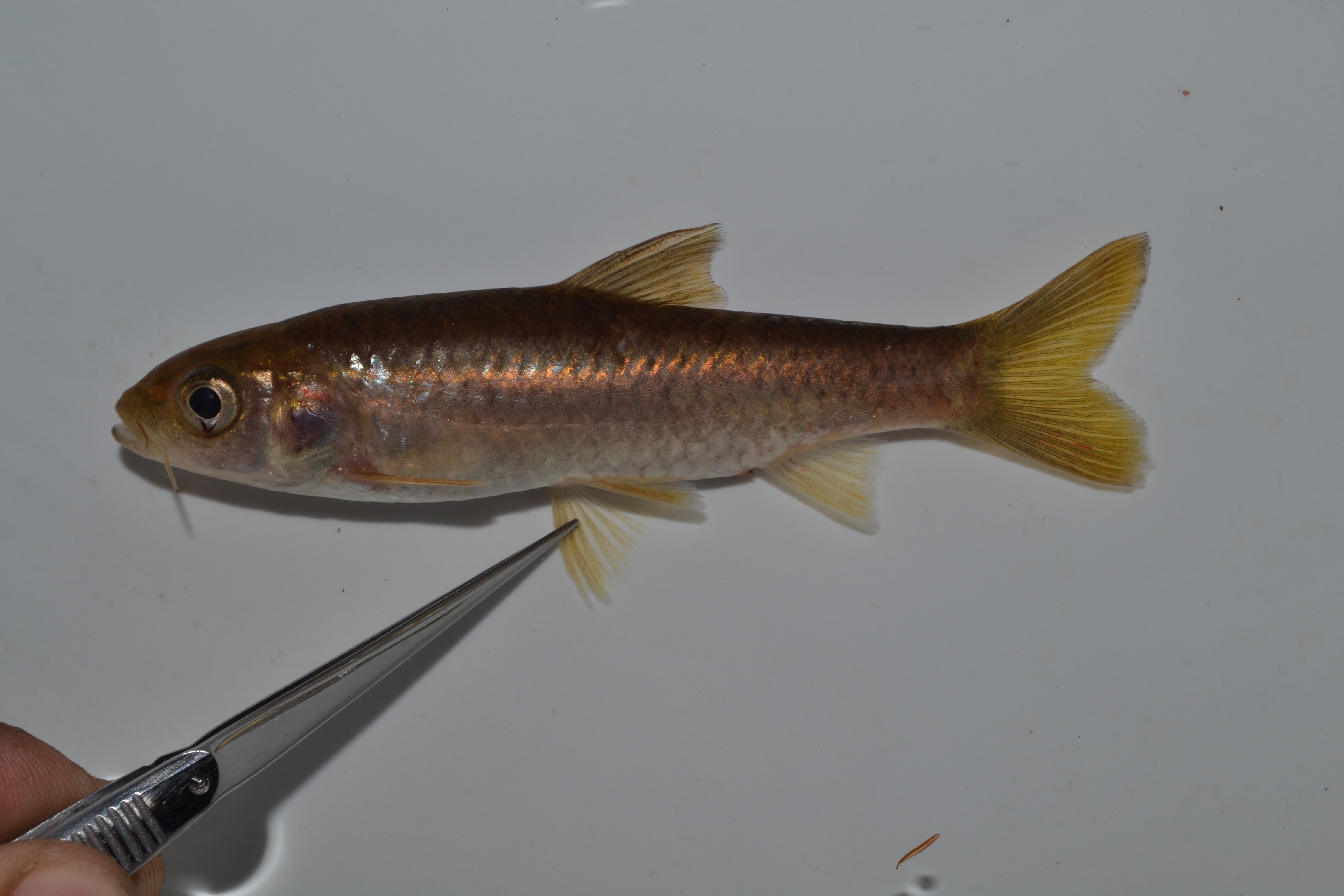 Zilveren barbeel (Enteromius argenteus) — Cyprinidae