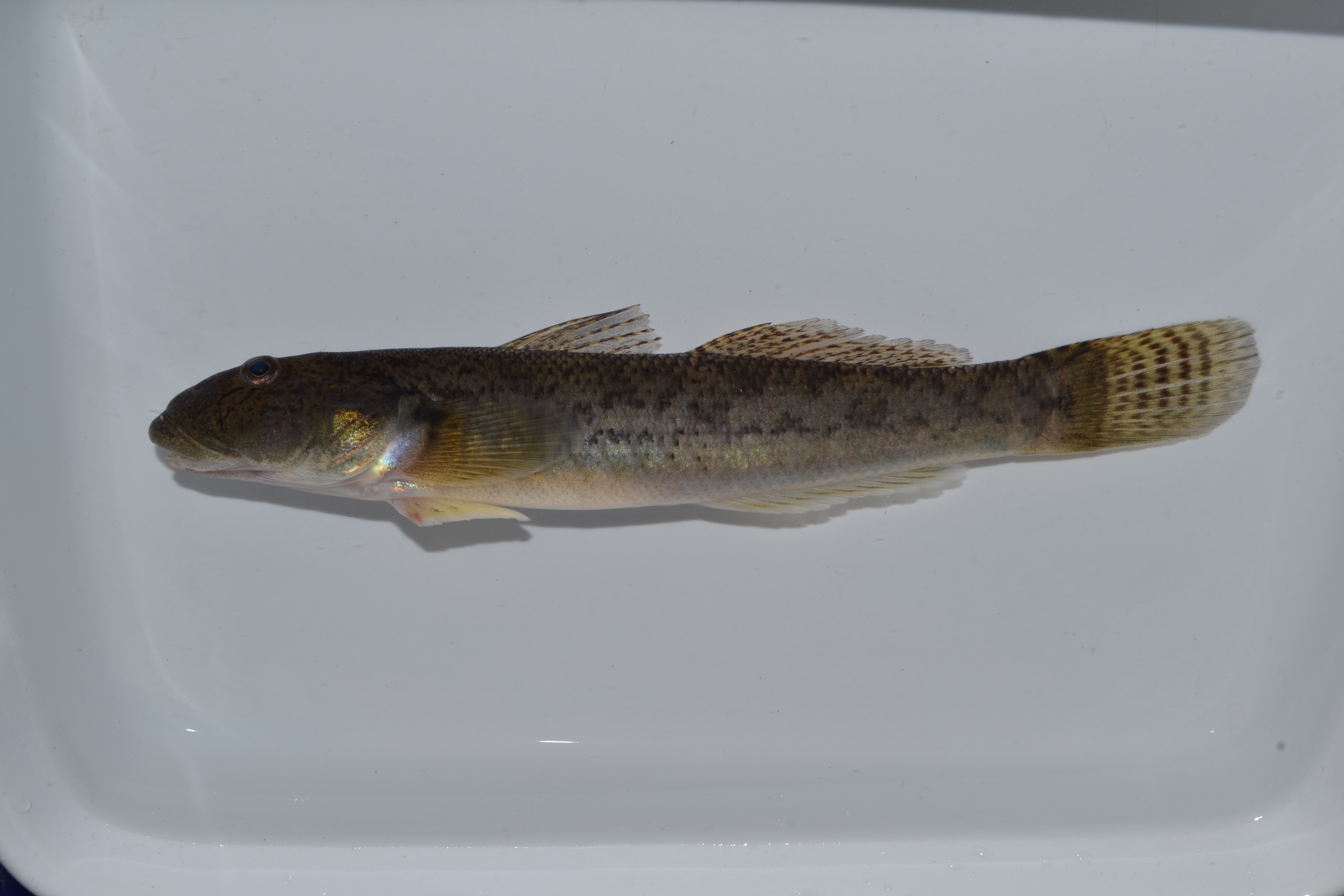Freshwater goby (Awaous aeneofuscus) — Gobiidae — 5