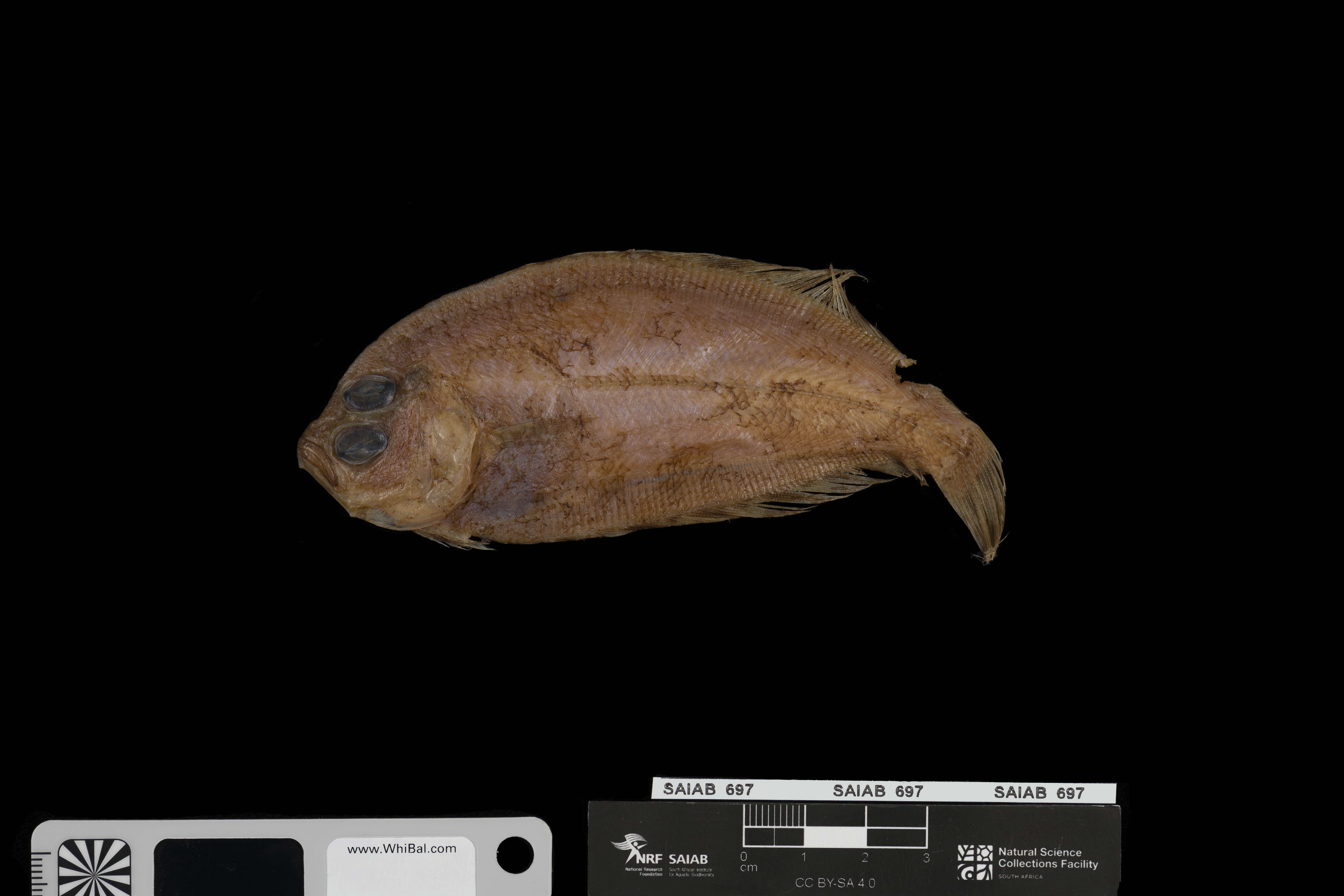 Cape scaldfish (Arnoglossus capensis) — Bothidae