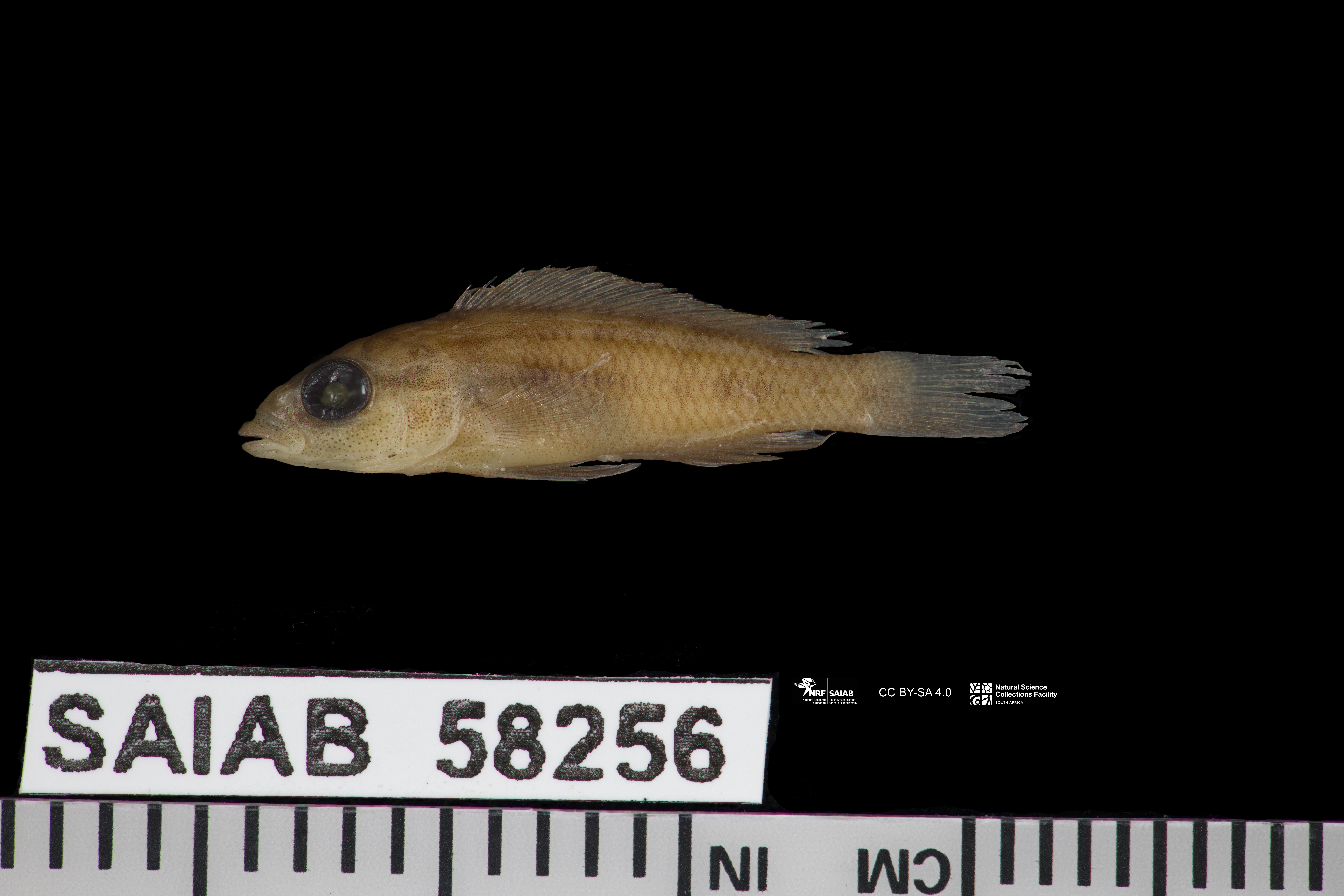 Neolamprologus chitamwebwai