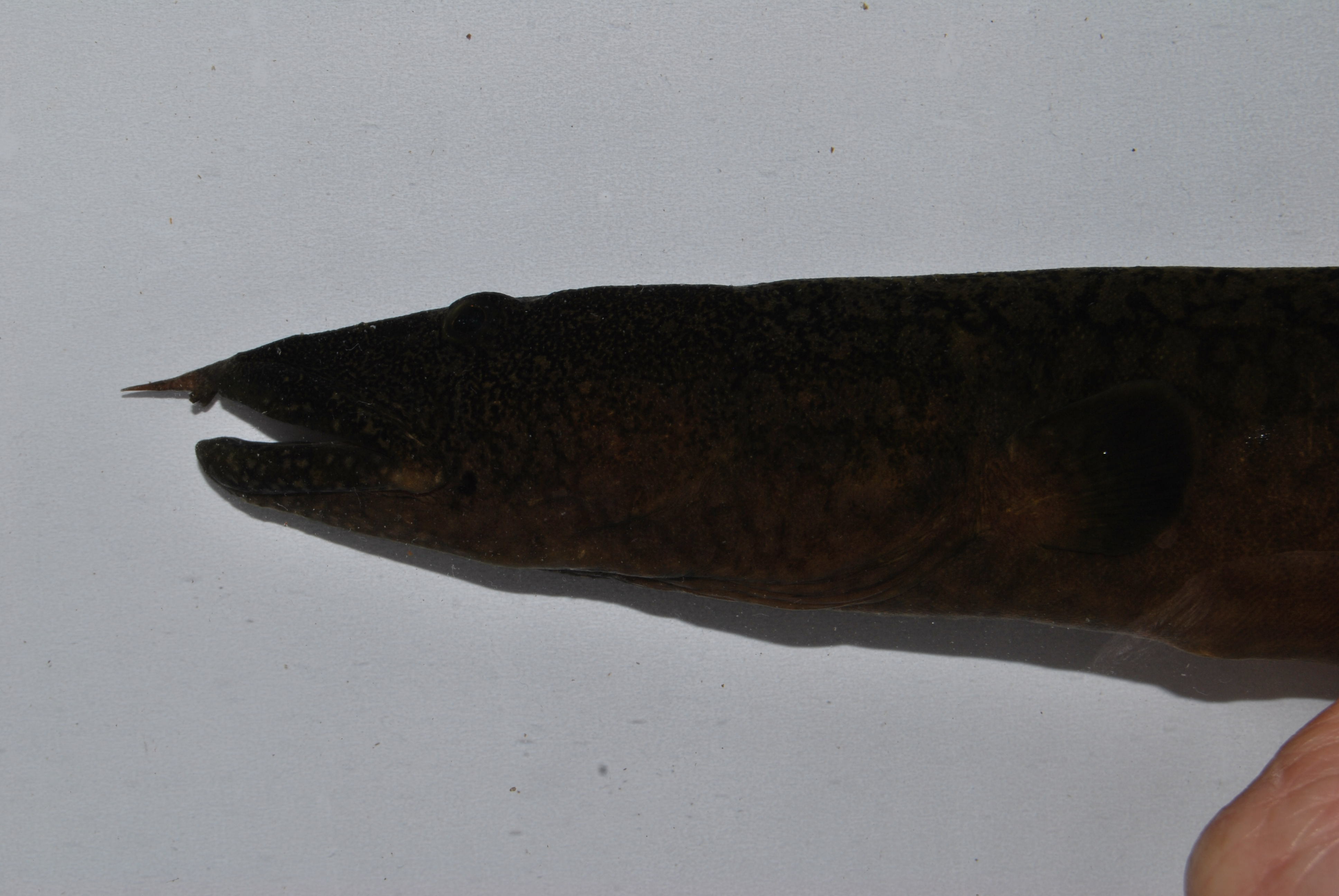 Spiny eel (Mastacembelus moorii) — Mastacembelidae — 2