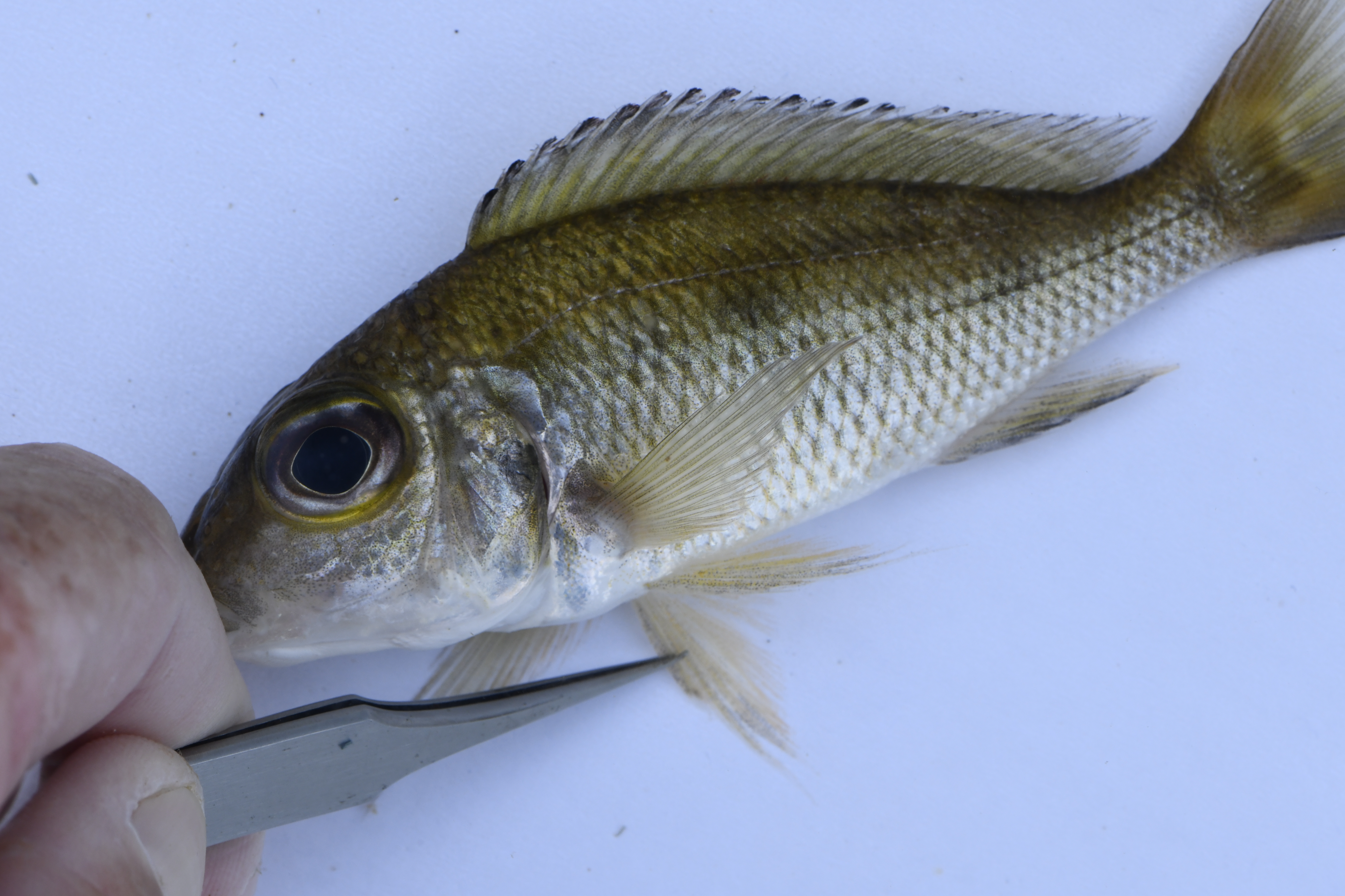 Callochromis macrops