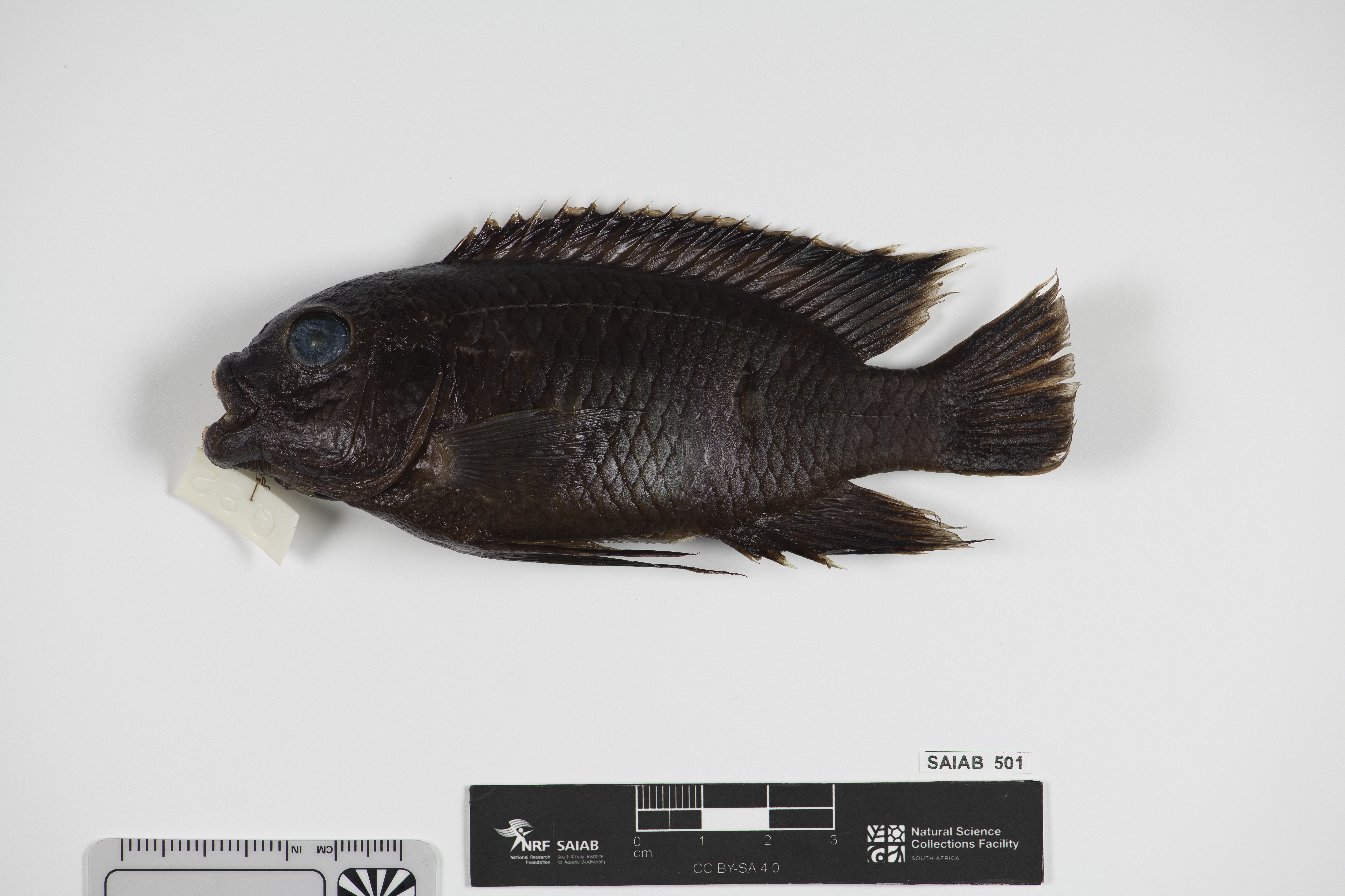Petrotilapia nigra