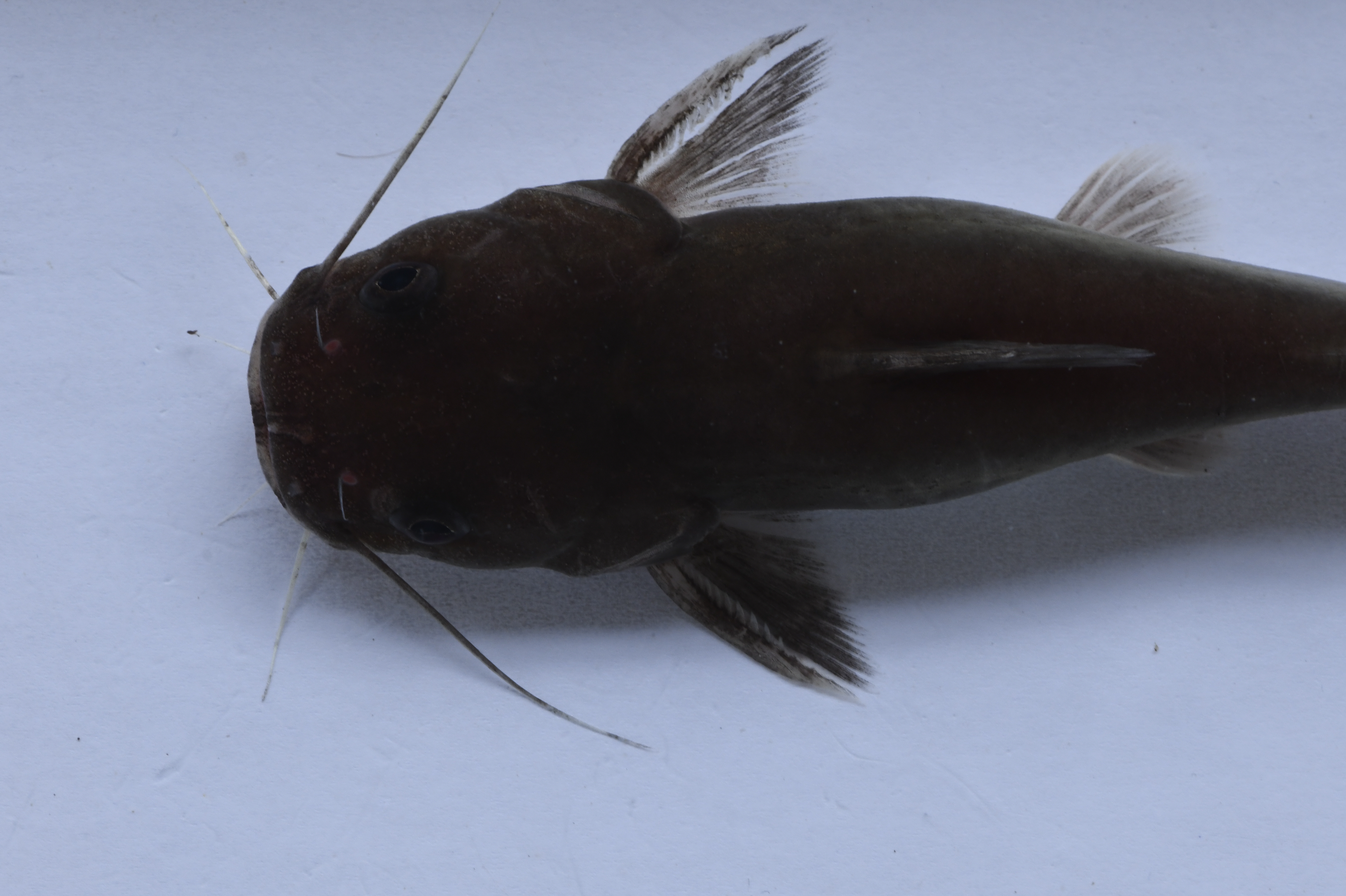 Flathead claroteid catfish (Bathybagrus platycephalus) — Claroteidae