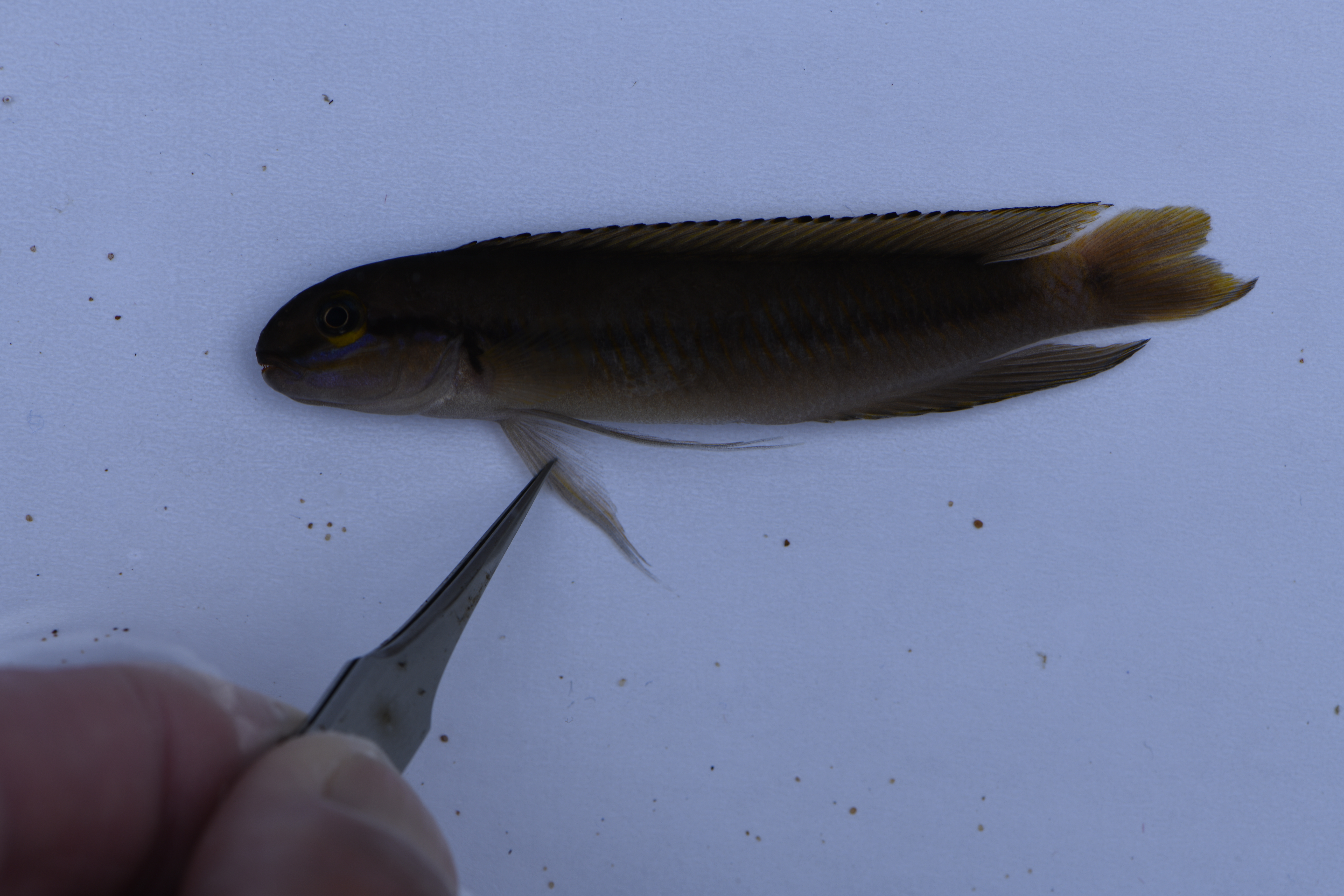 Telmatochromis vittatus