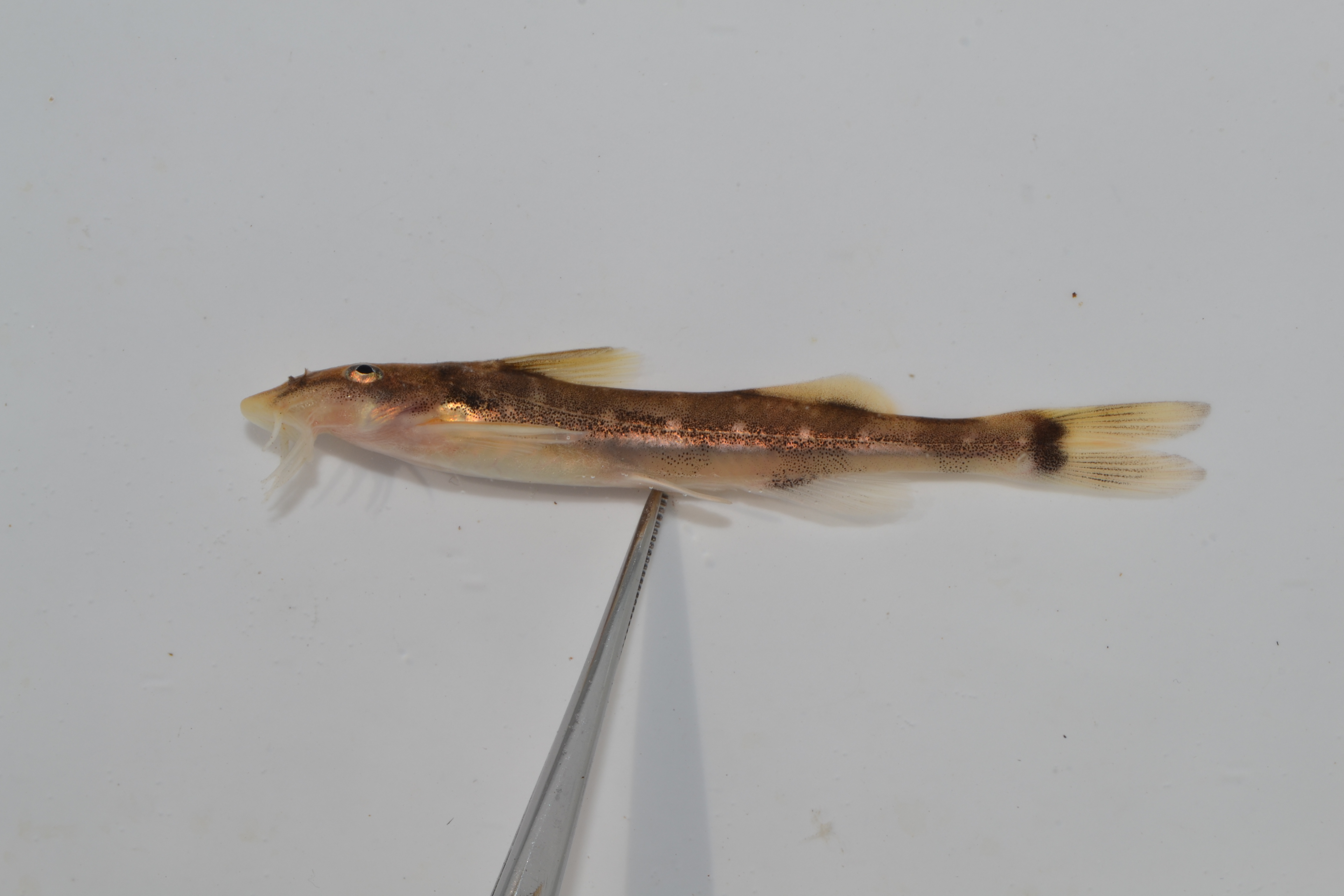 Lowveld rock catlet (Chiloglanis swierstrai) — Mochokidae — 4