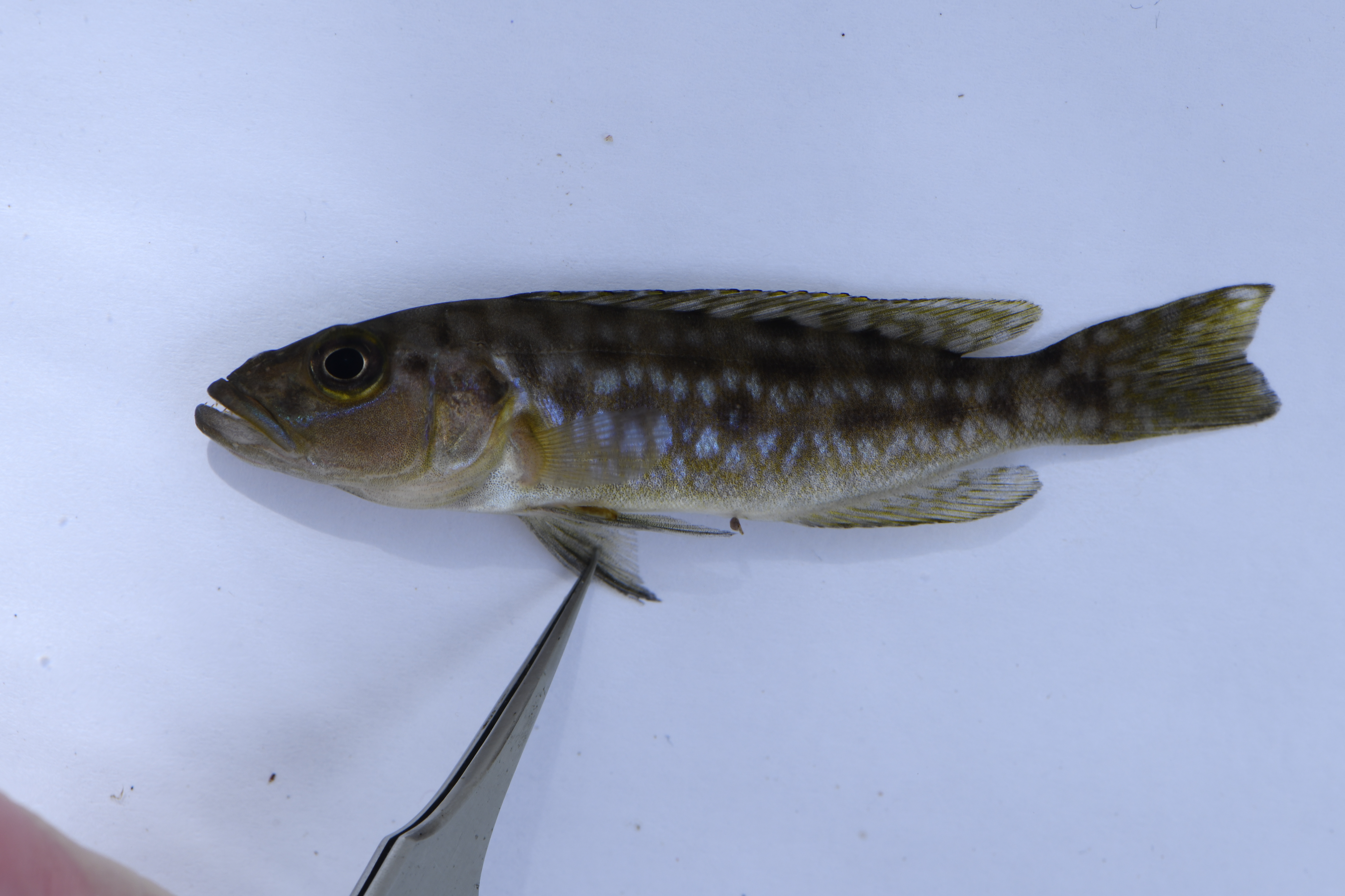 Elongate lamprologus (Lepidiolamprologus elongatus) — Cichlidae — 2